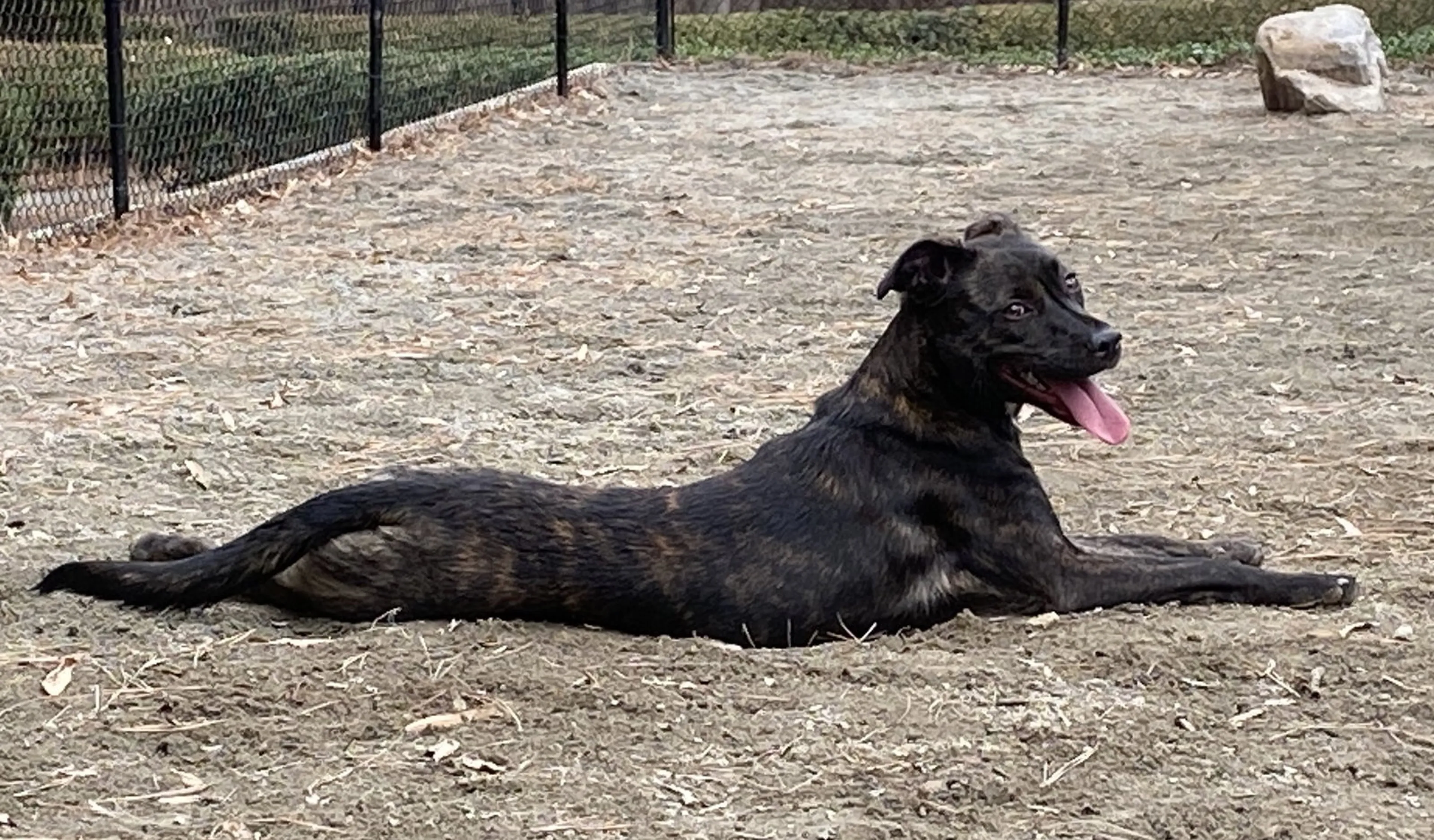 Found pet-9