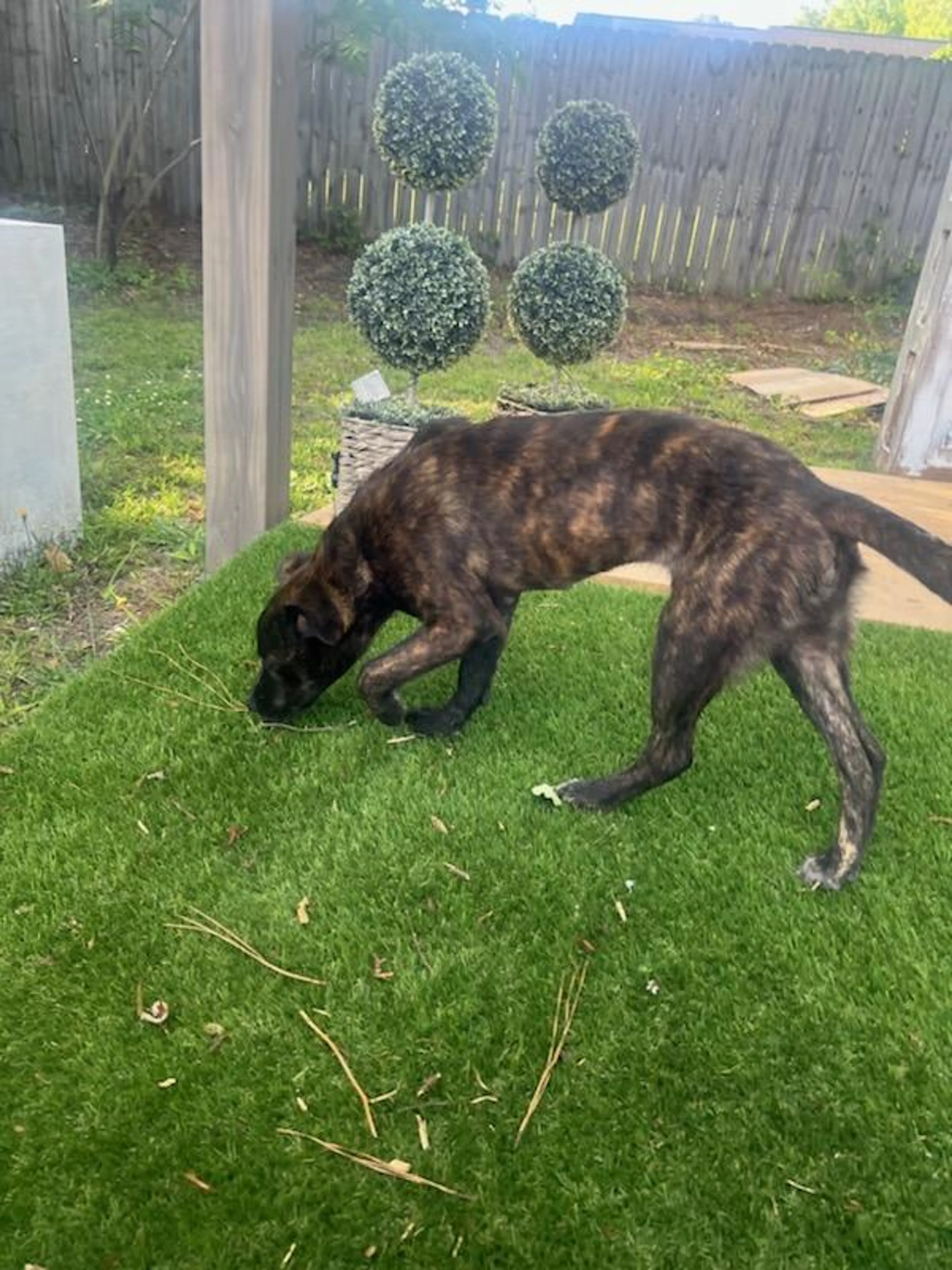 Found pet-12