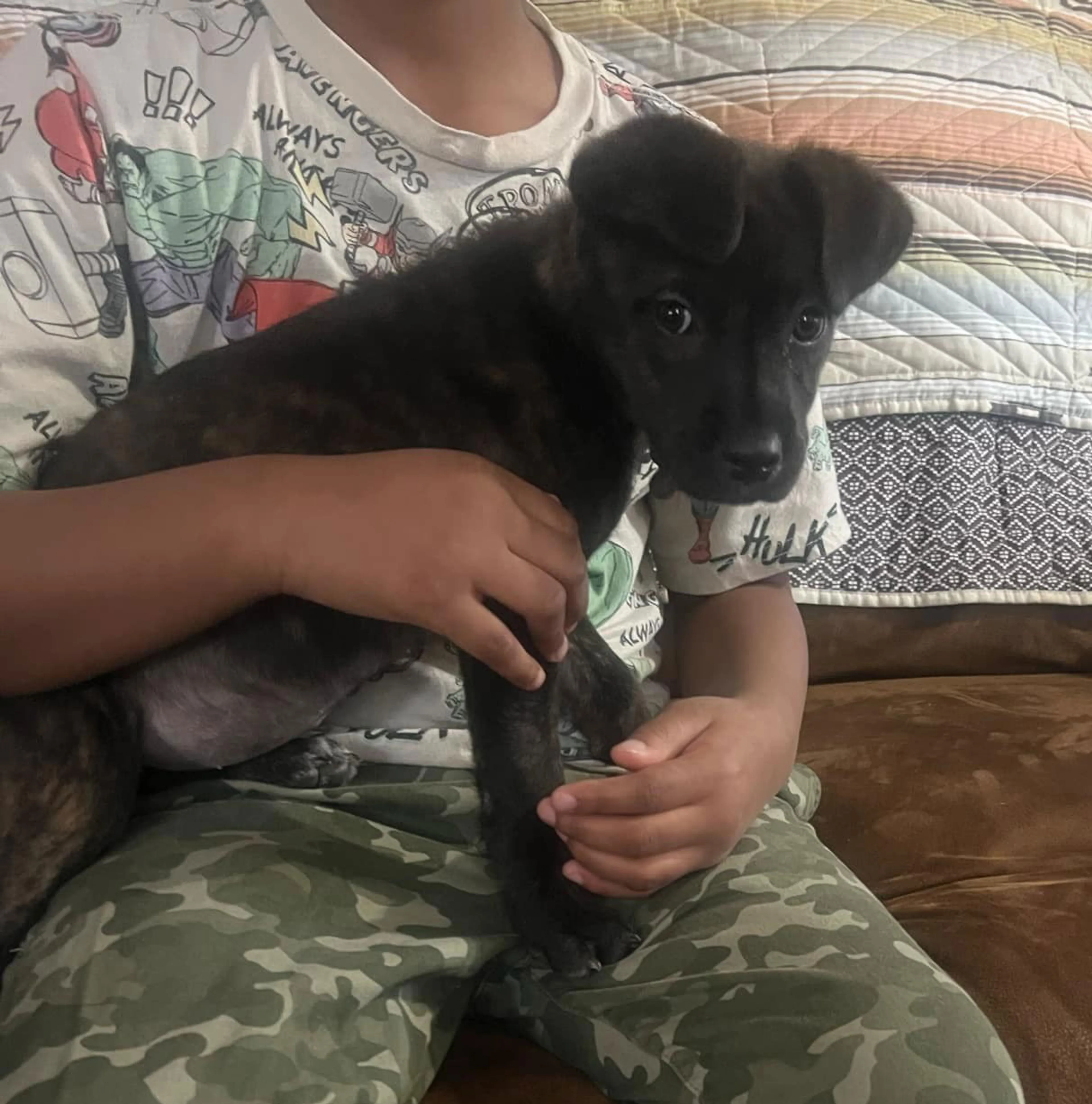 Found pet-10