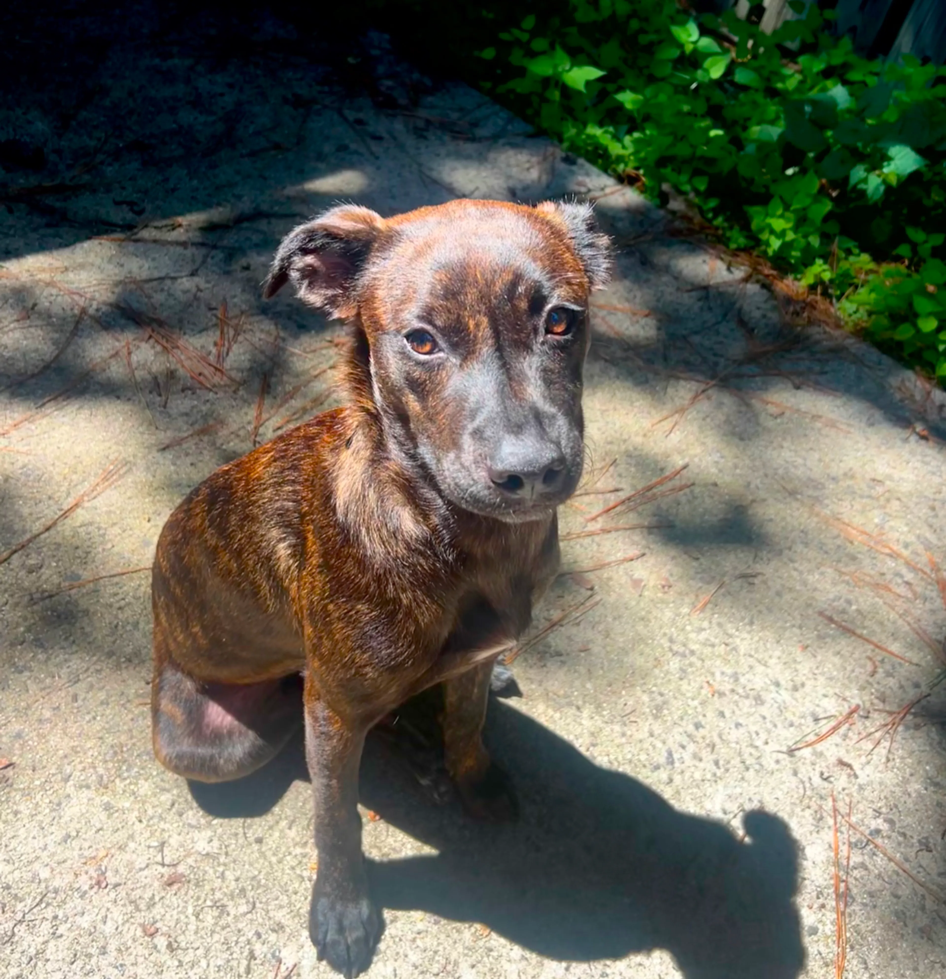Found pet-7