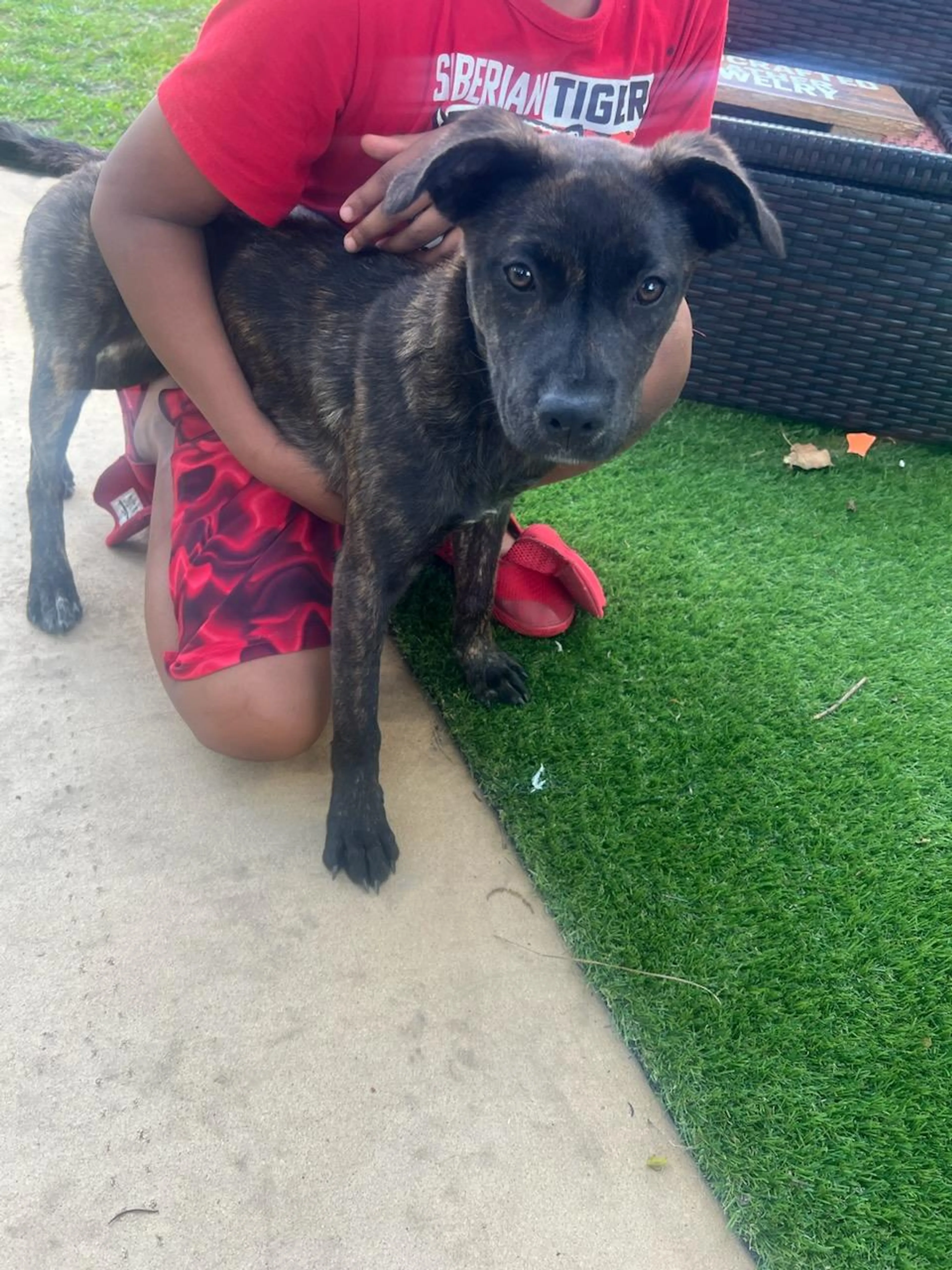 Found pet-8