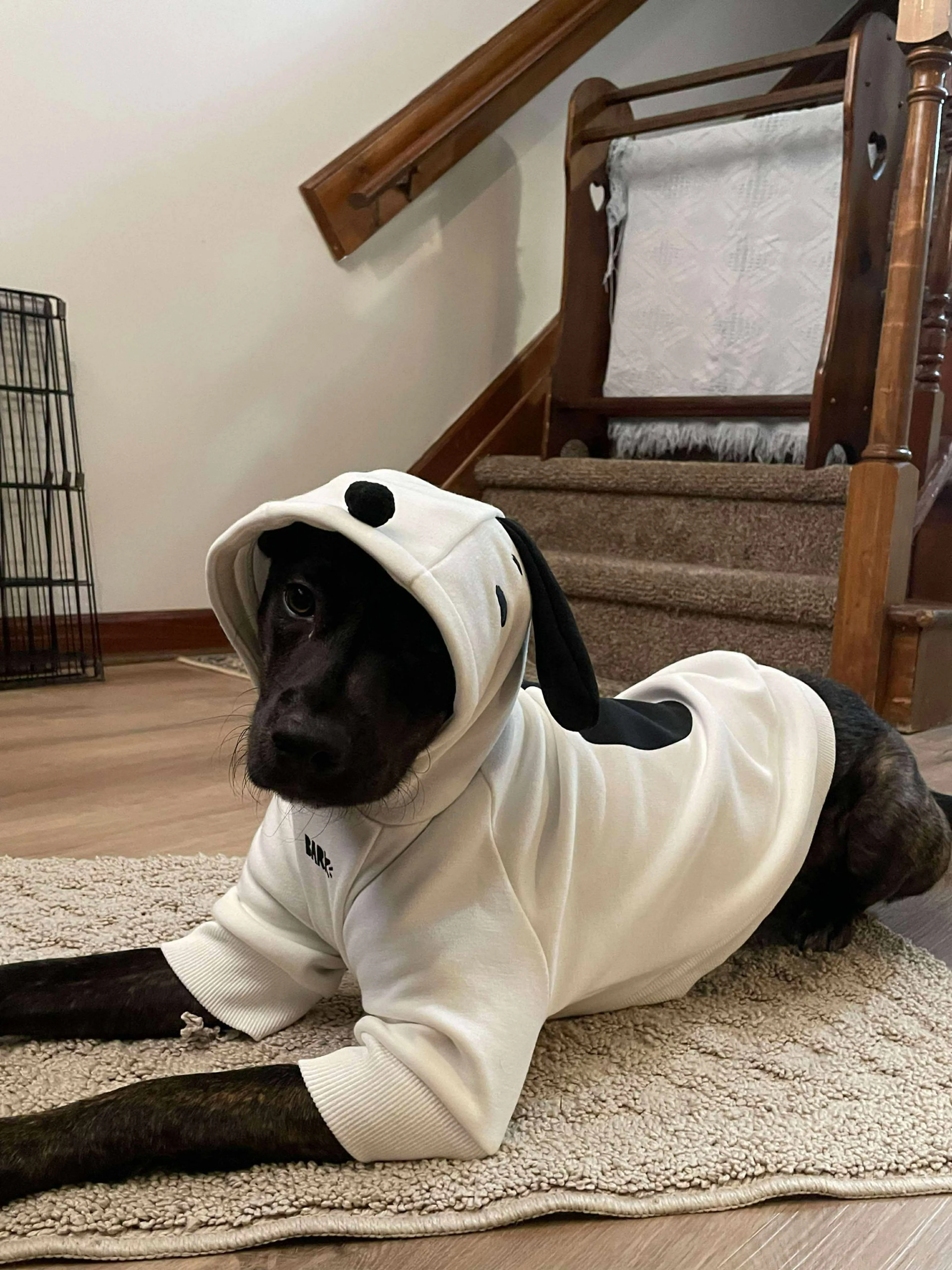 Found pet-6
