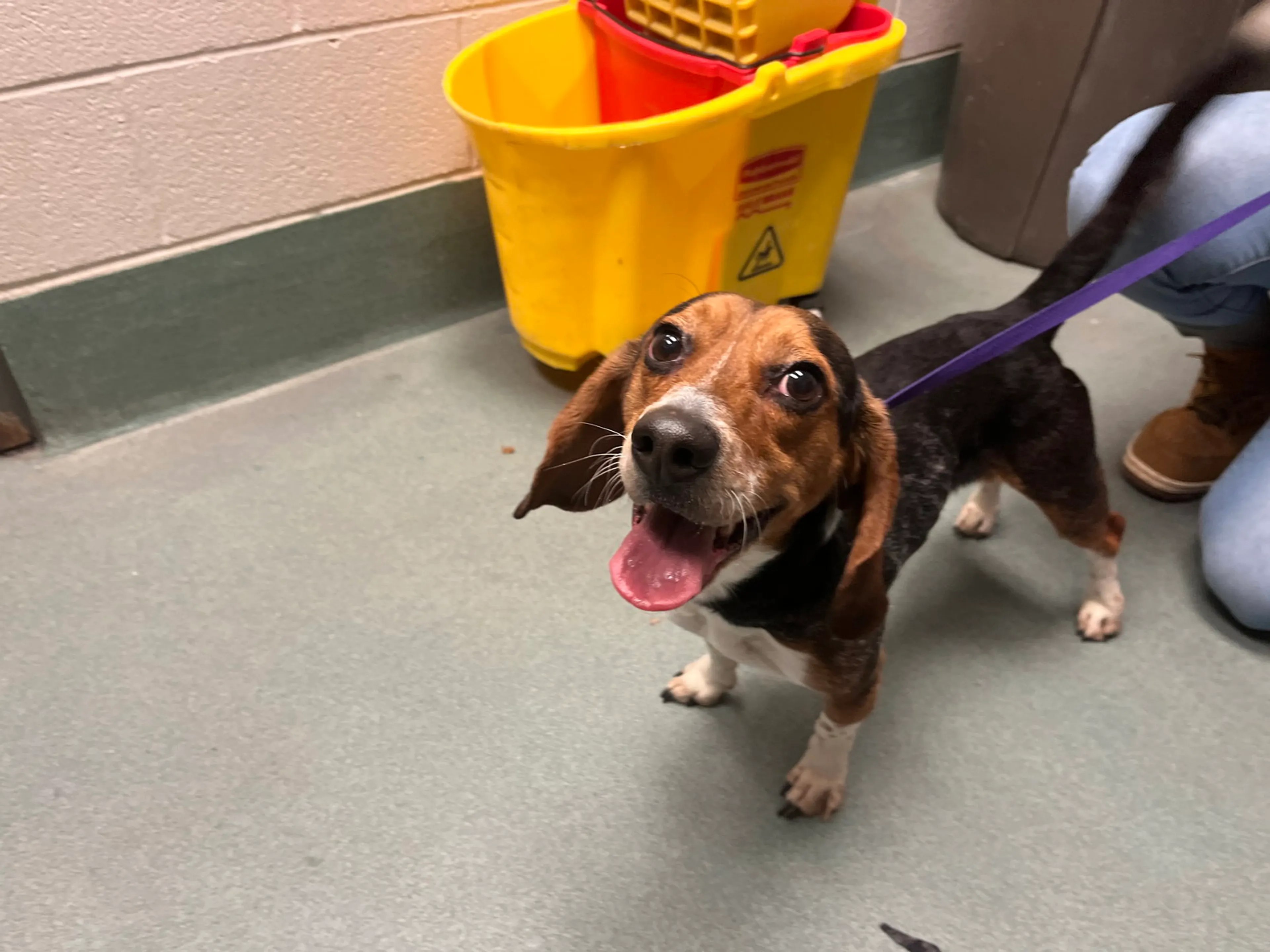 Found pet-4