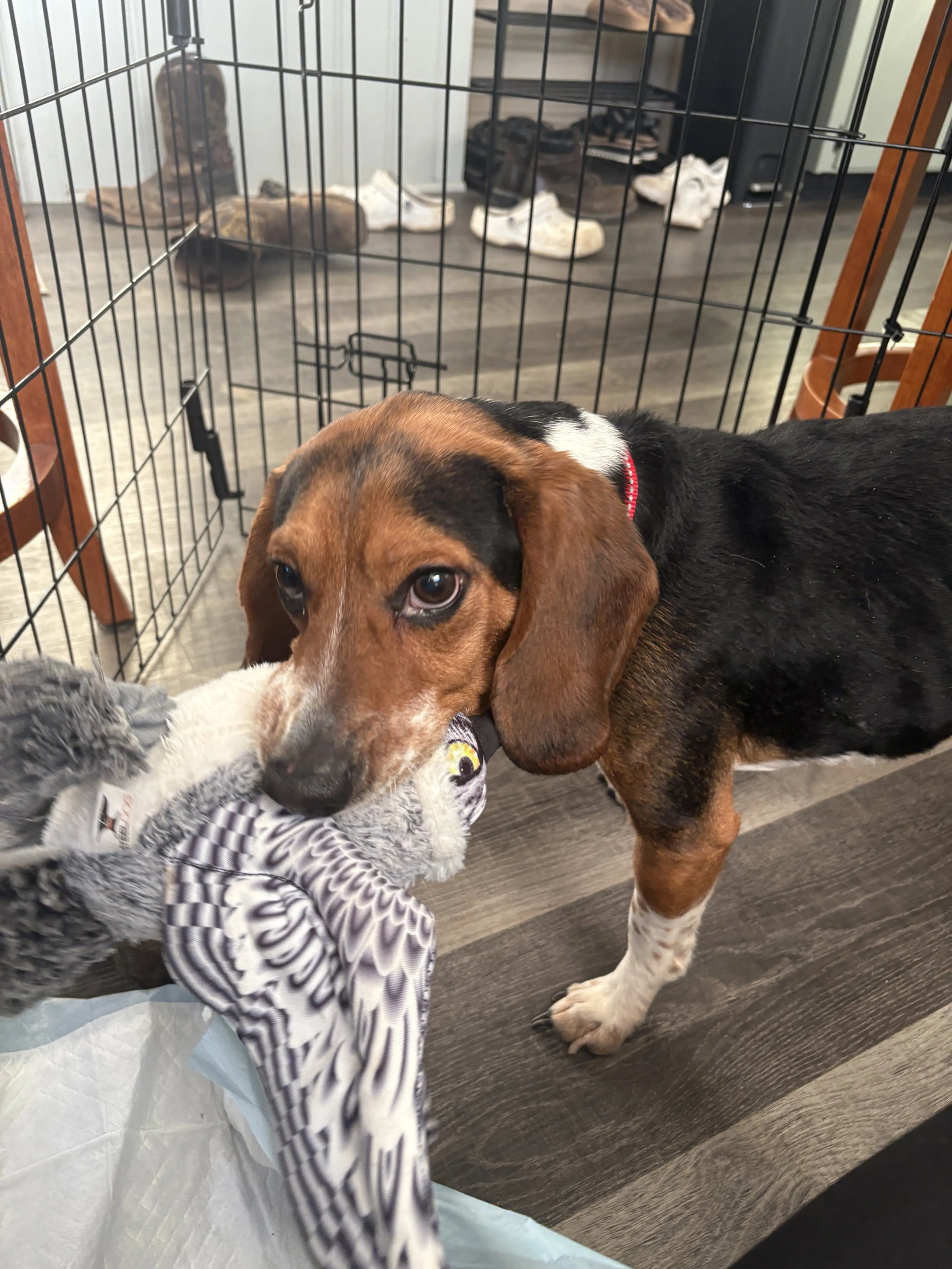 Found pet-3