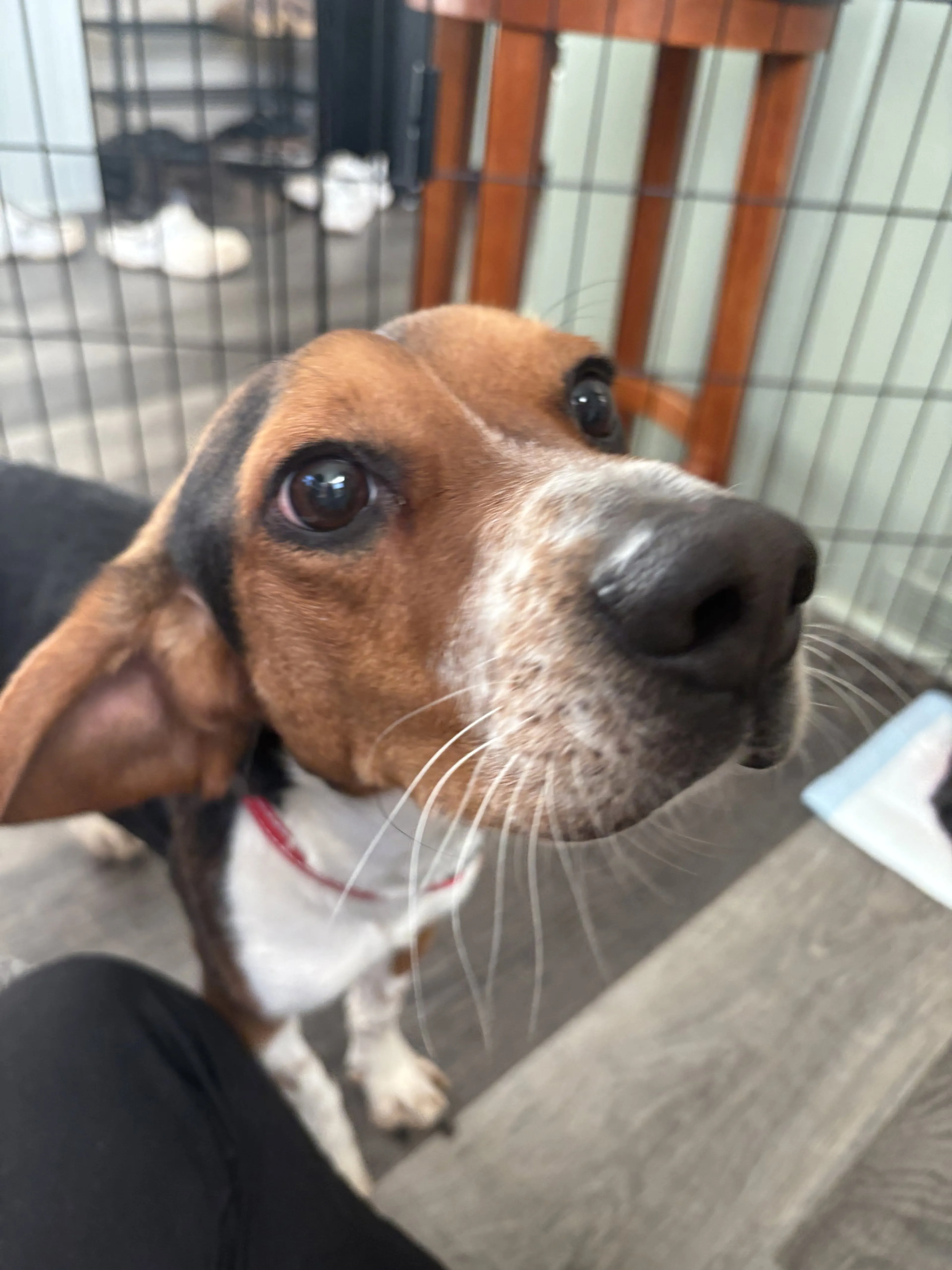 Found pet-2