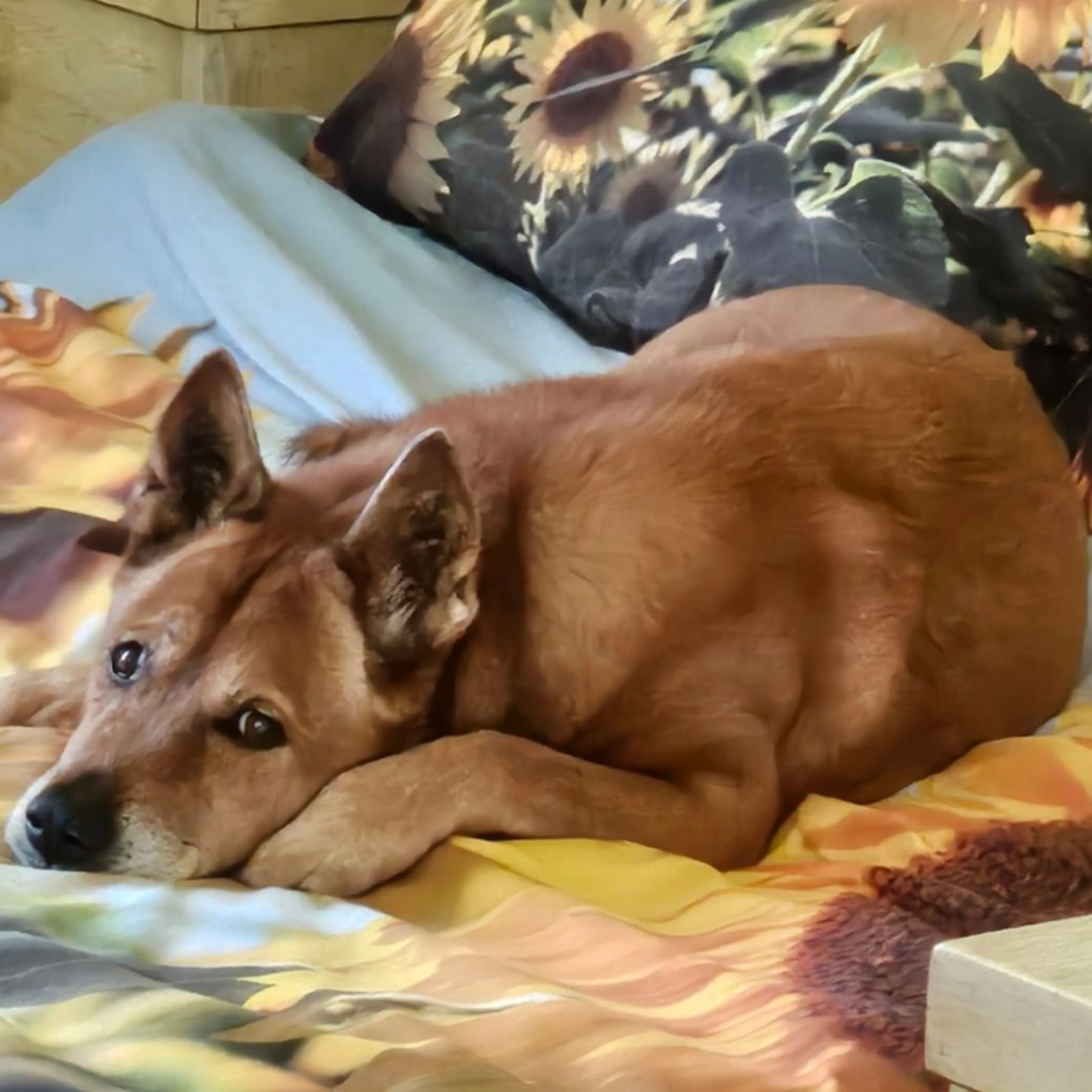 Lost pet