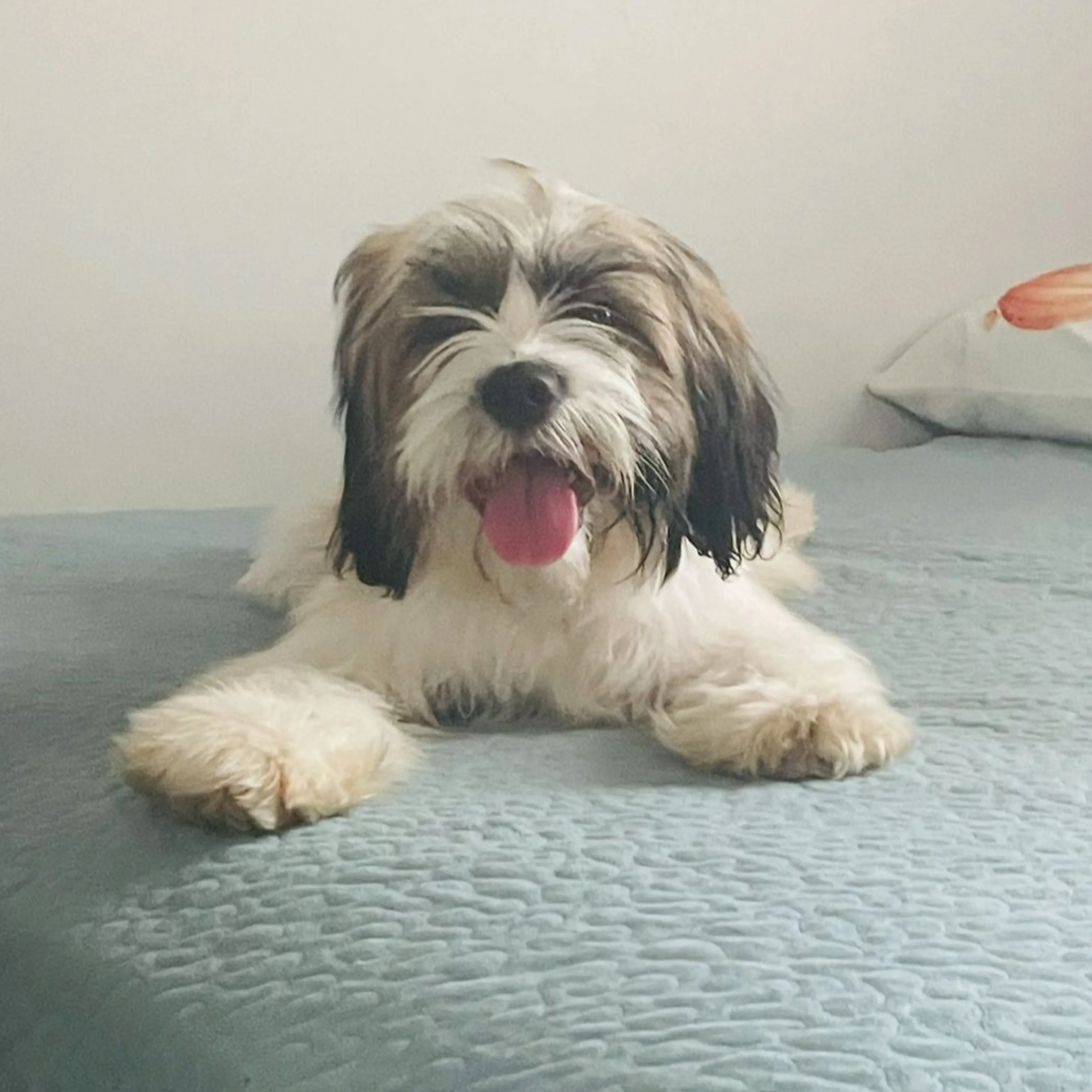 Lost pet-0