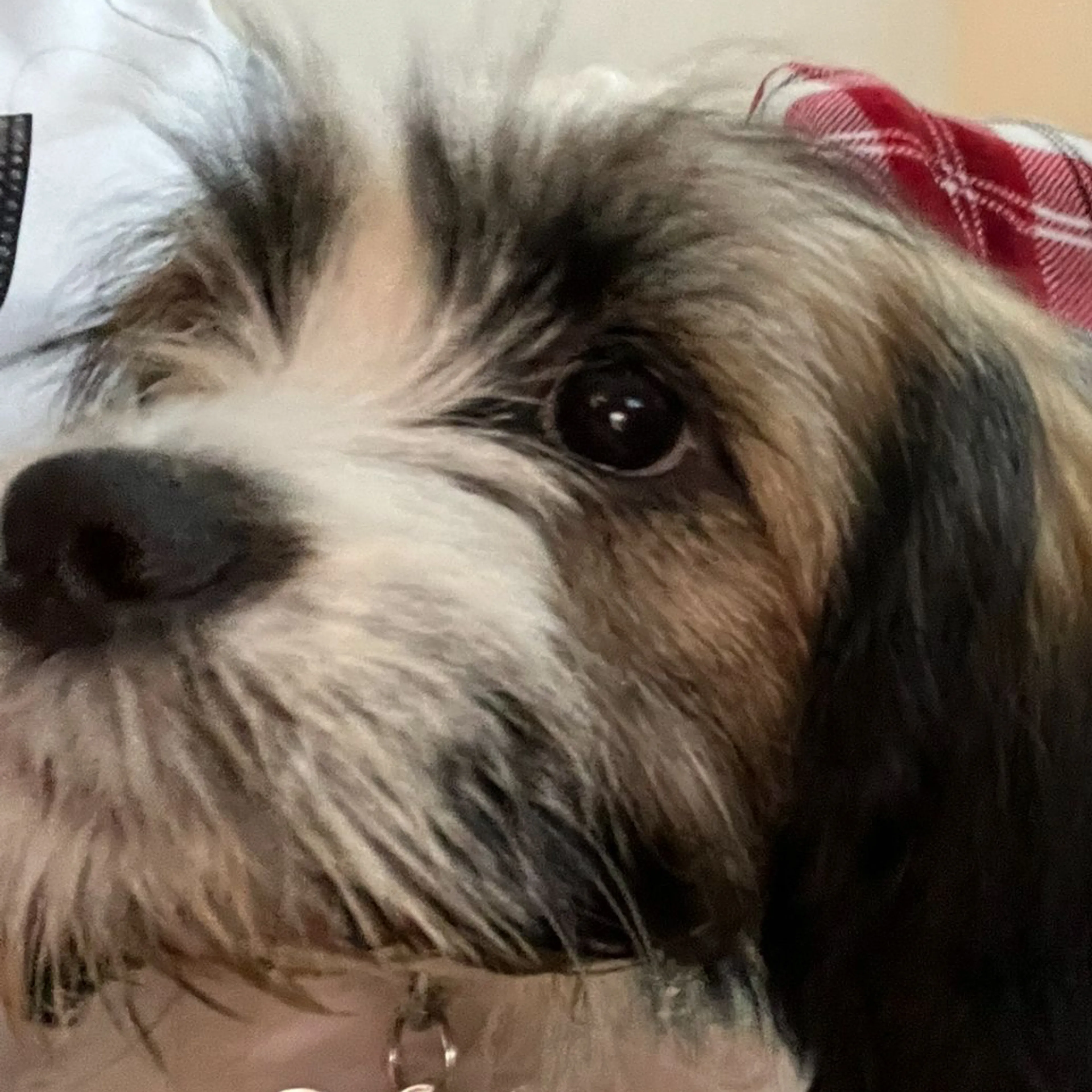 Lost pet-2