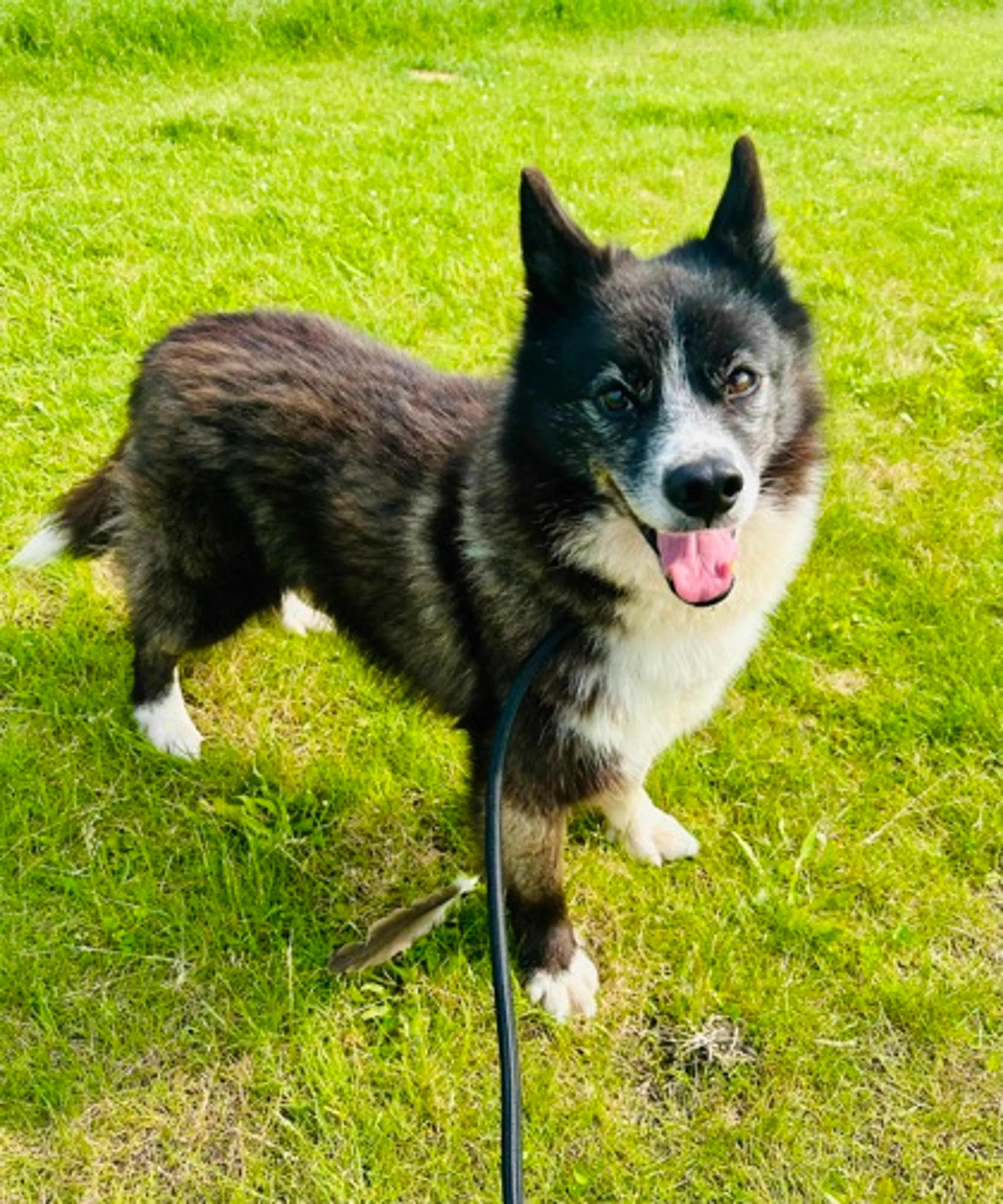 Found pet-2