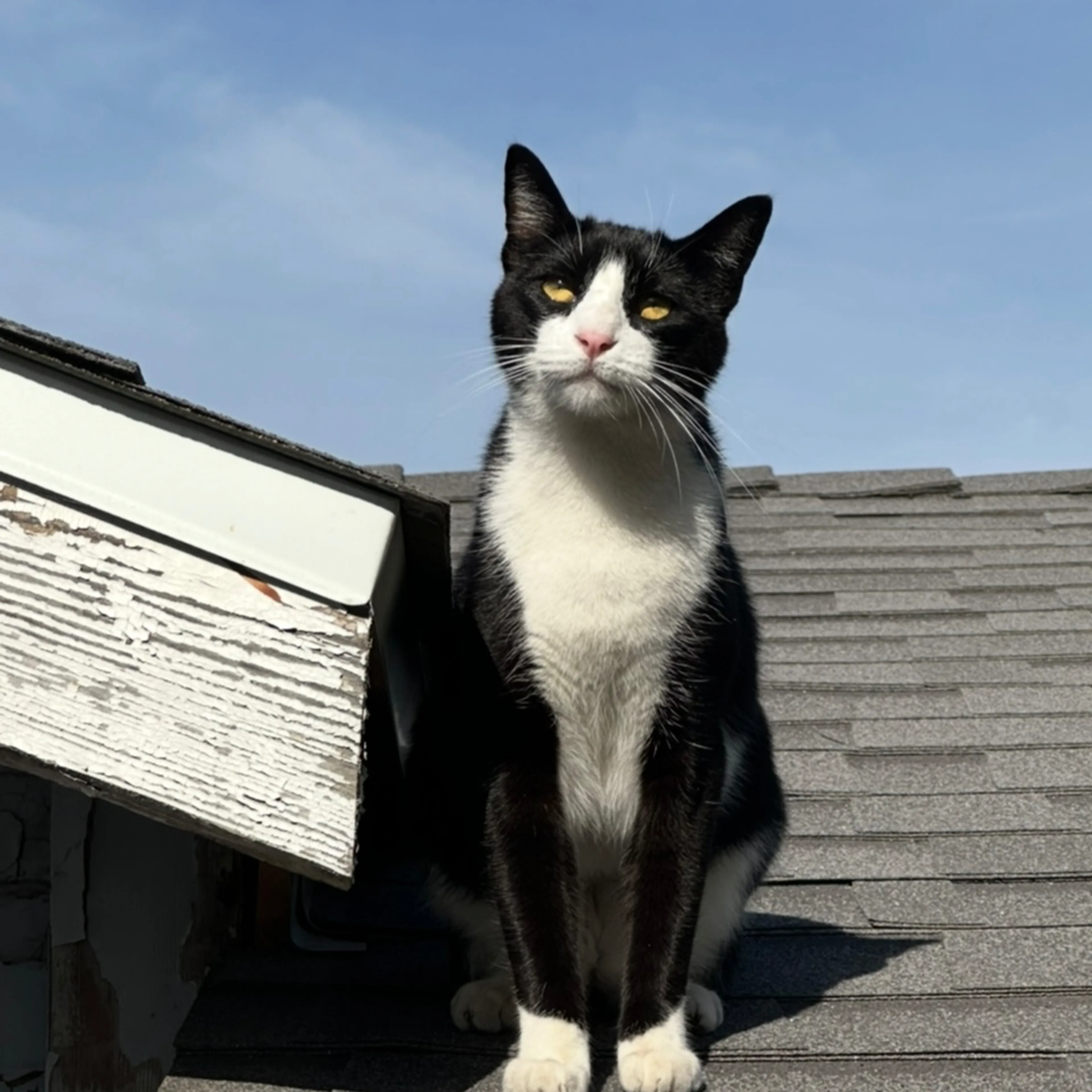 Lost pet-1