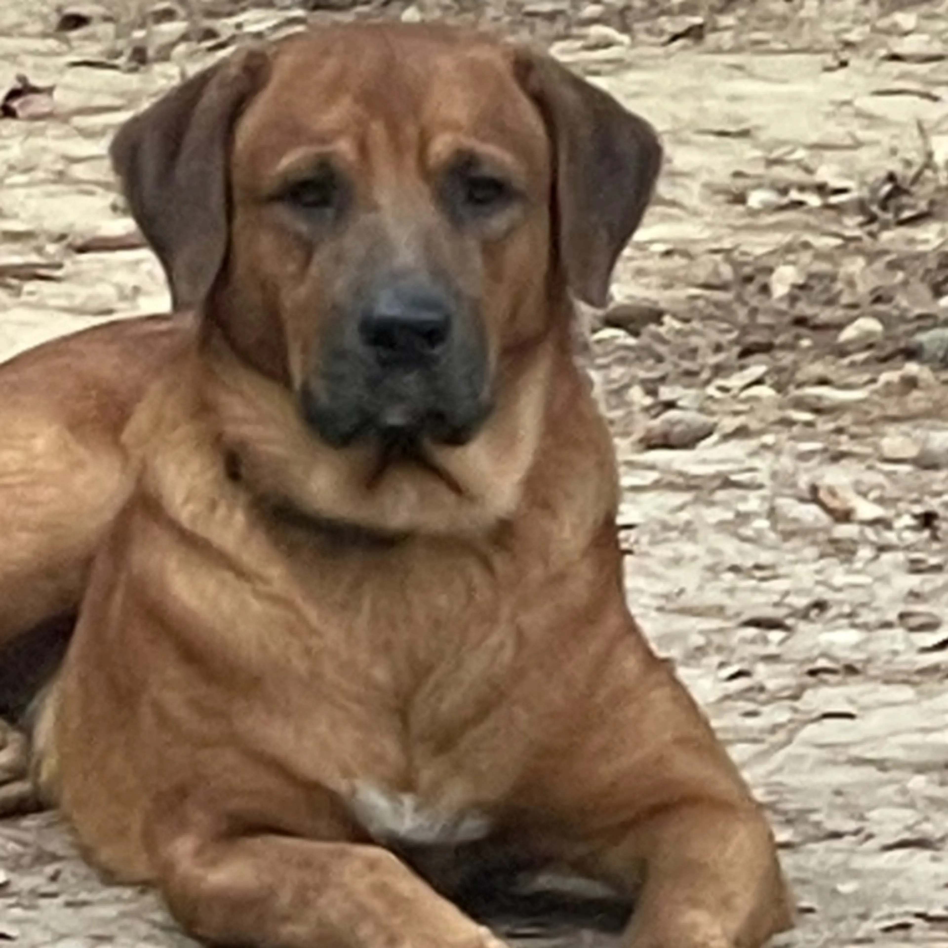 Lost pet