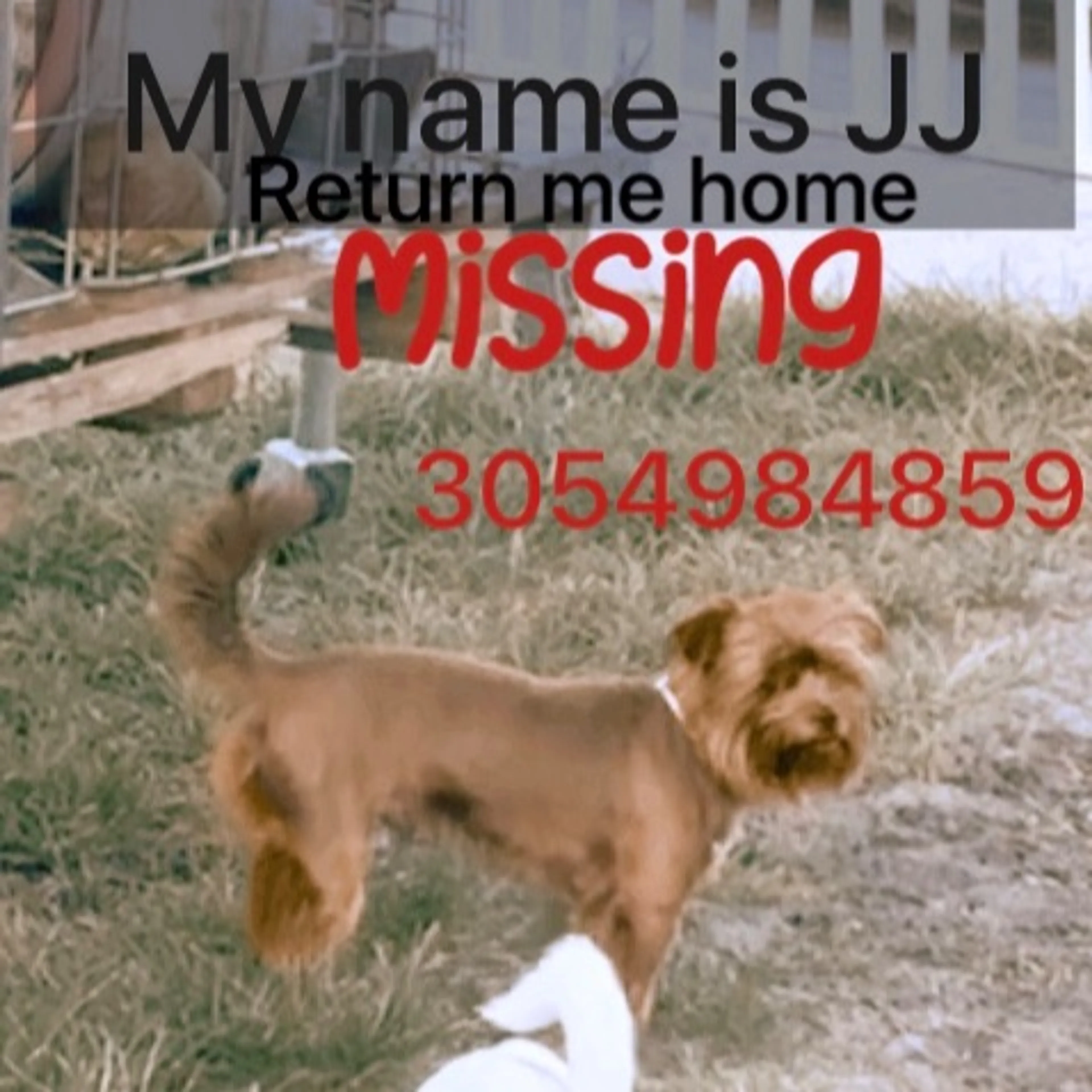 Lost pet