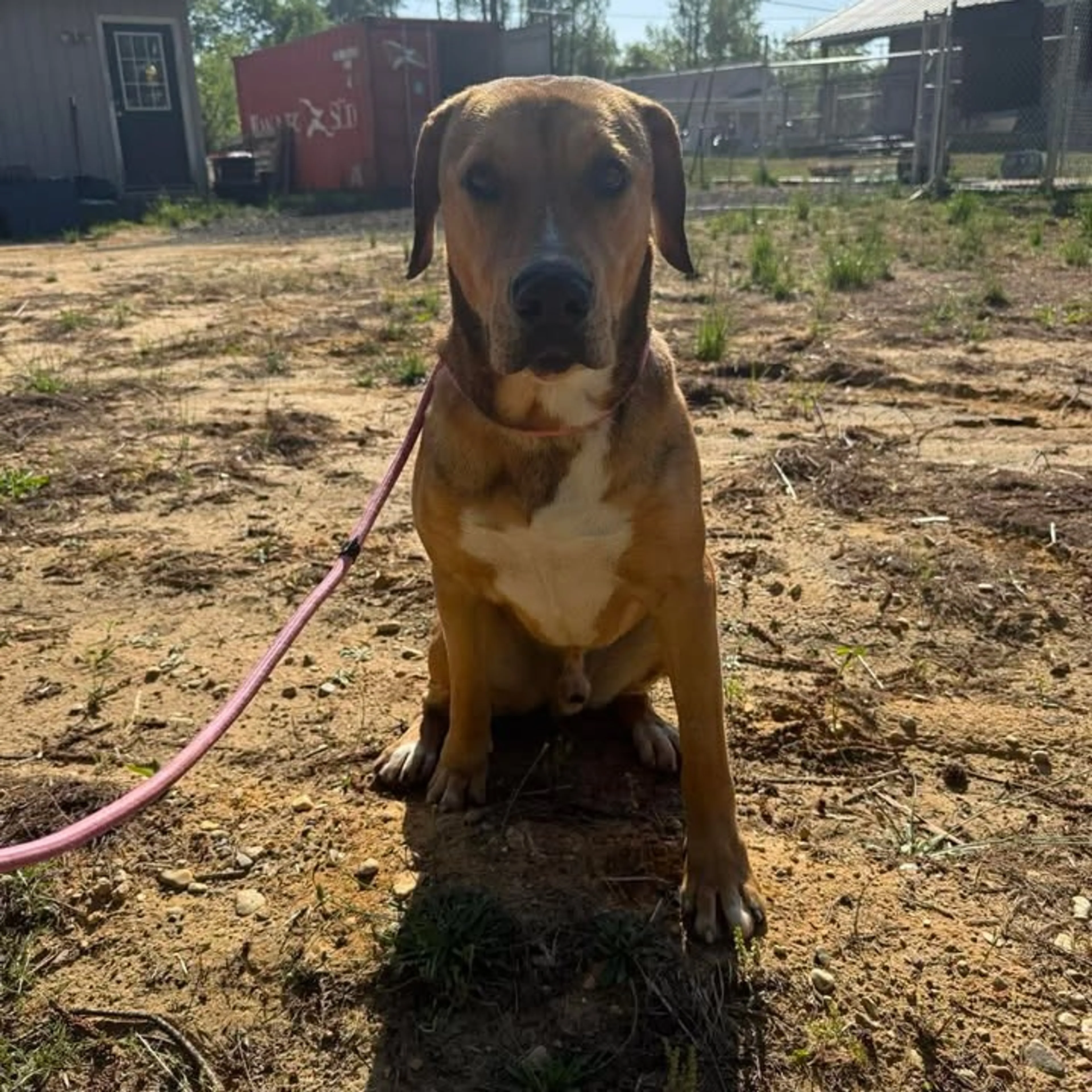 Found pet-3