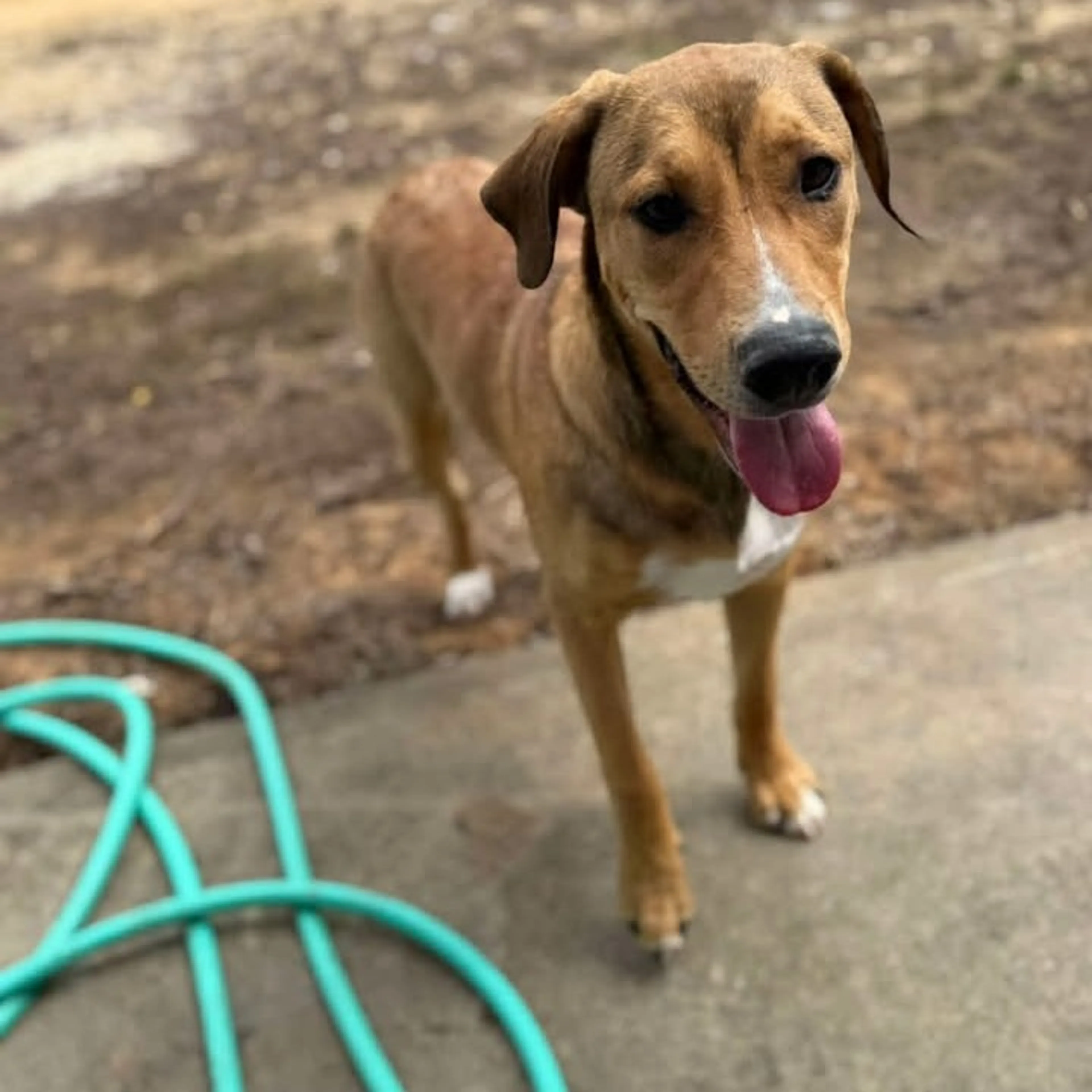 Found pet-1
