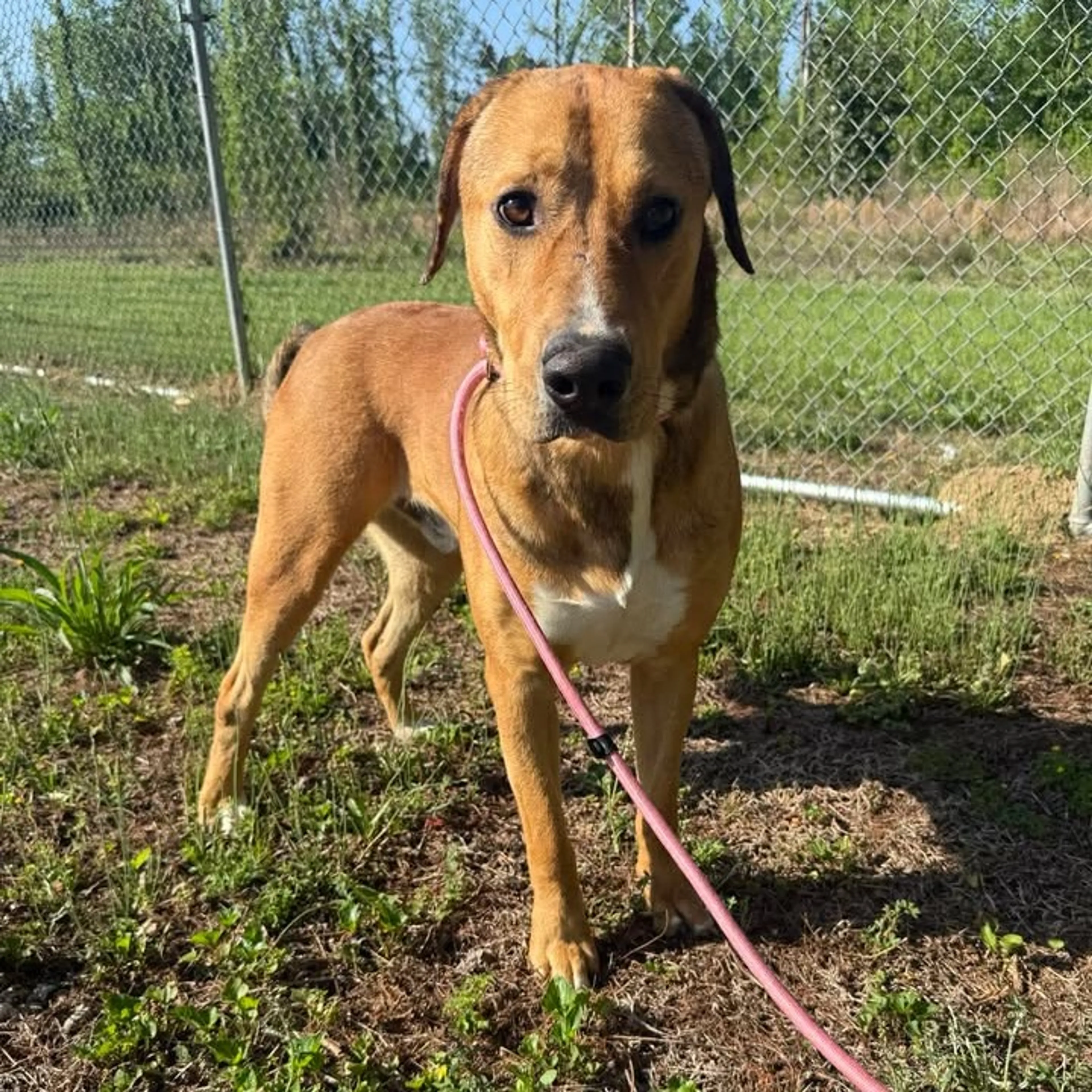 Found pet-2