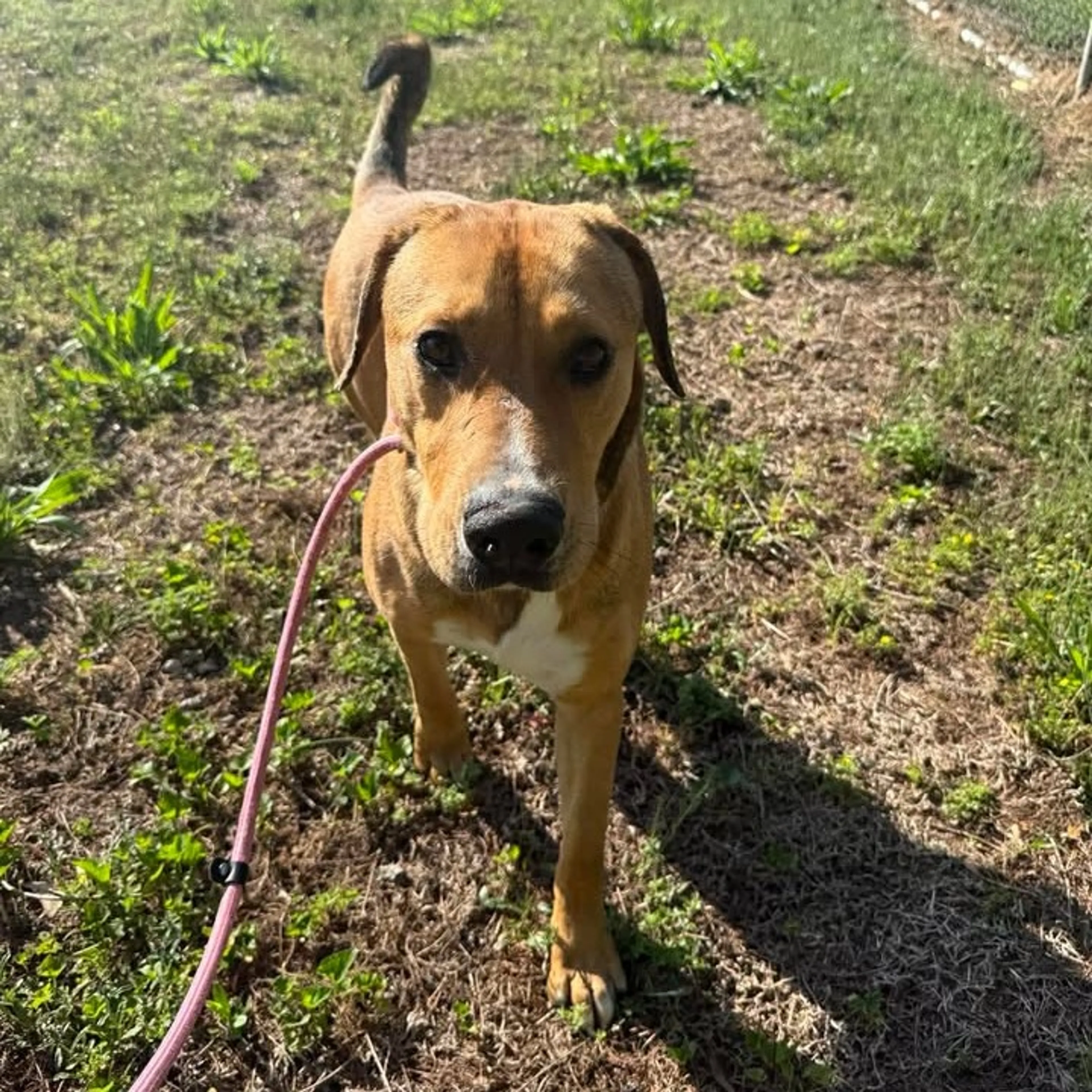 Found pet-5
