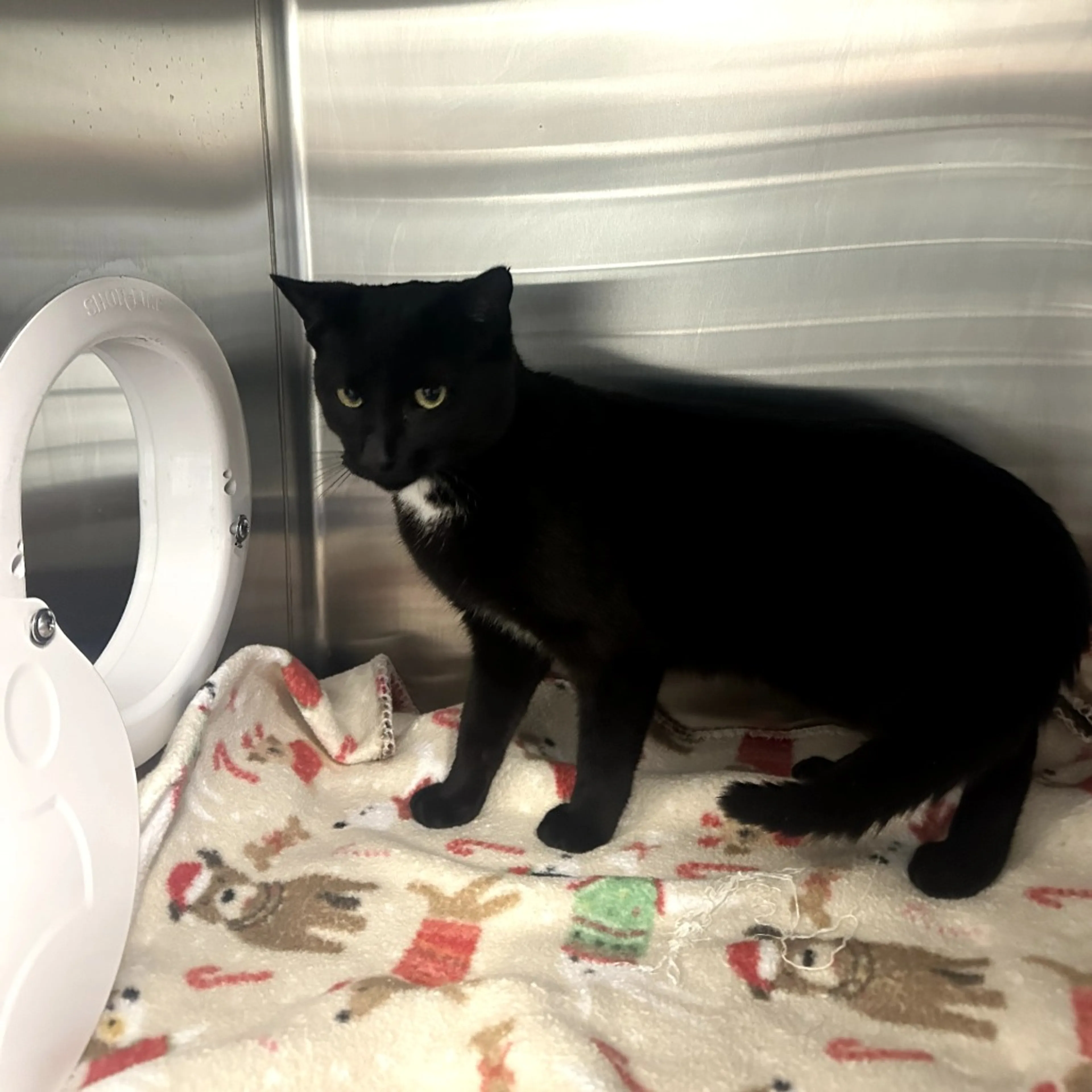 Found pet