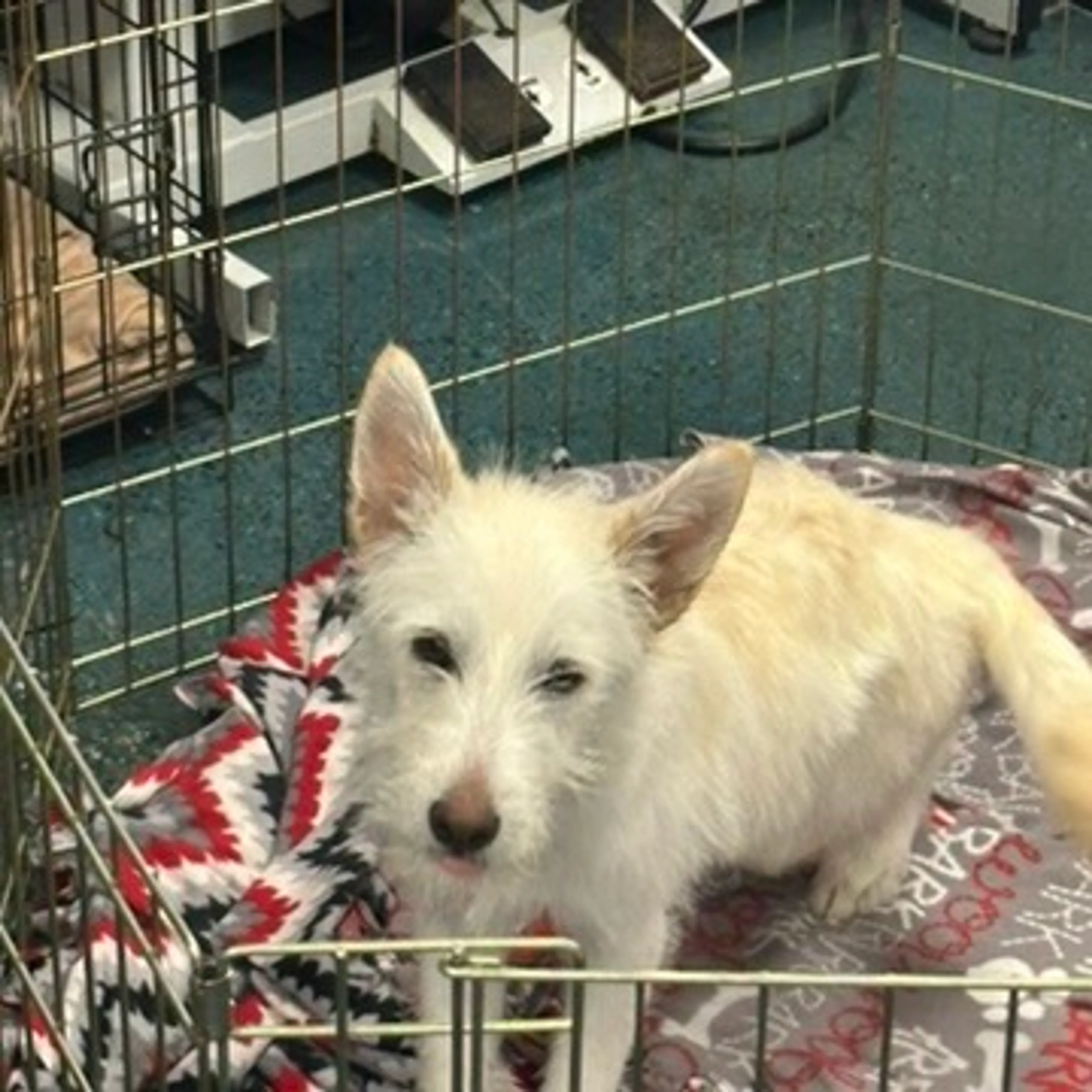 Found pet-4