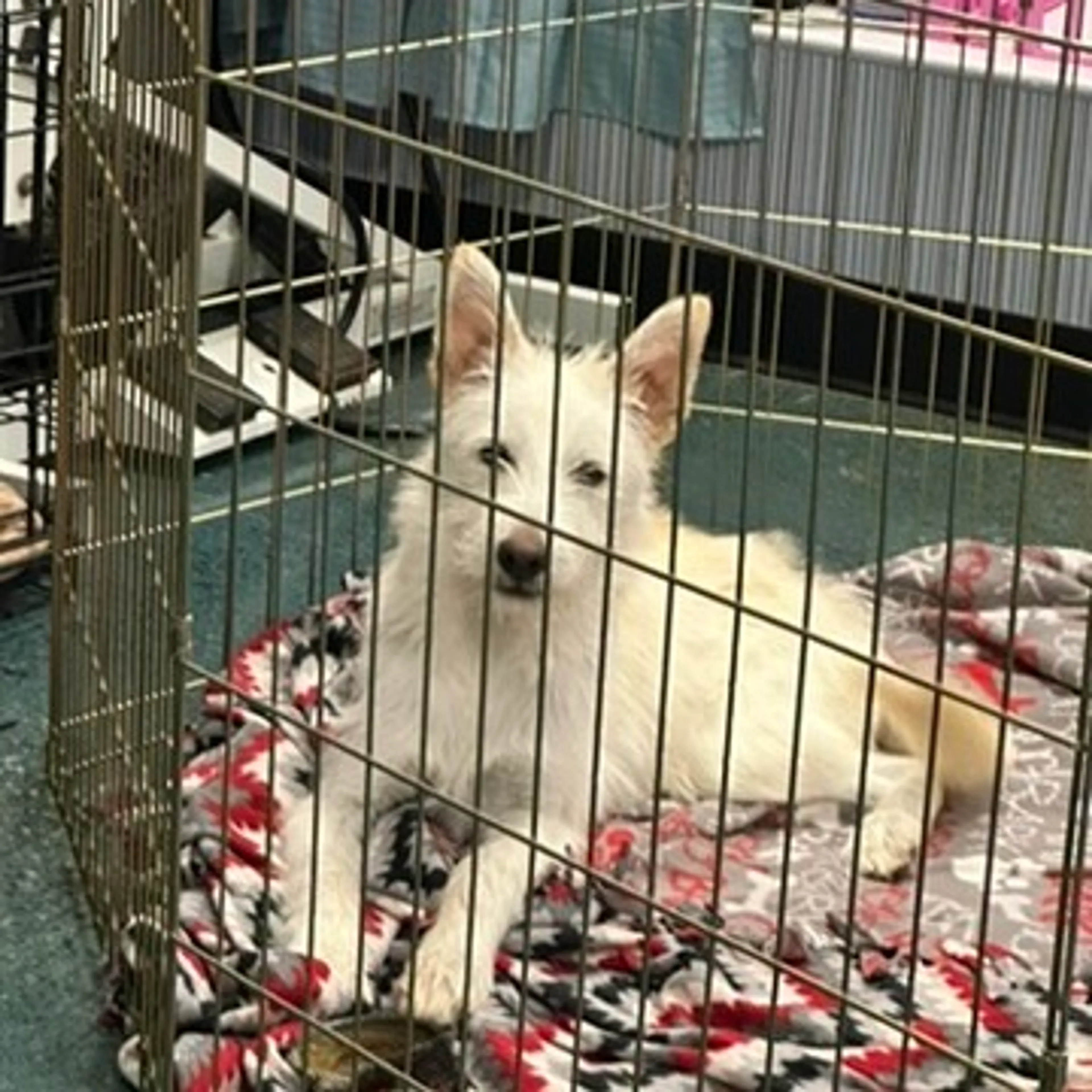 Found pet-2