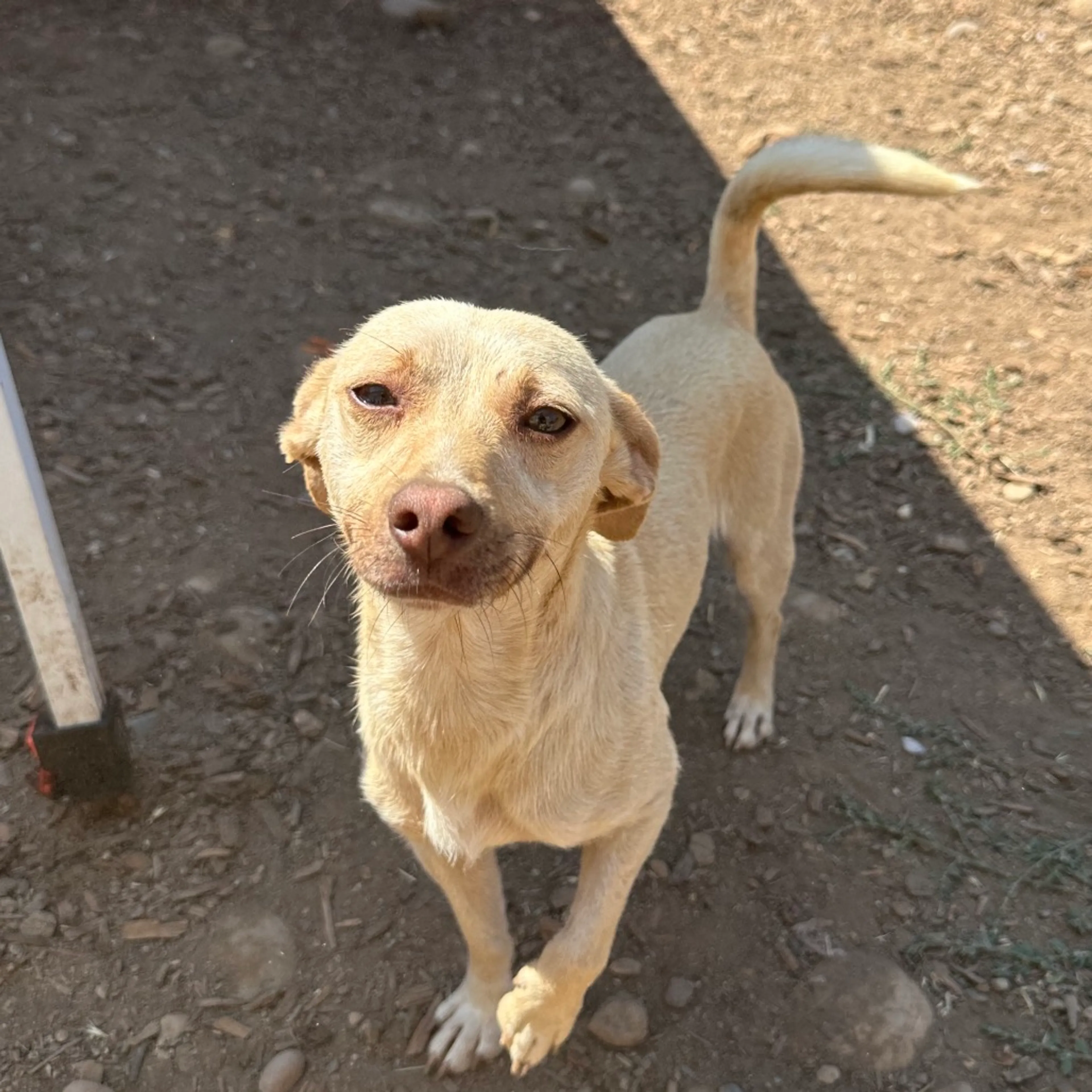 Found pet-2