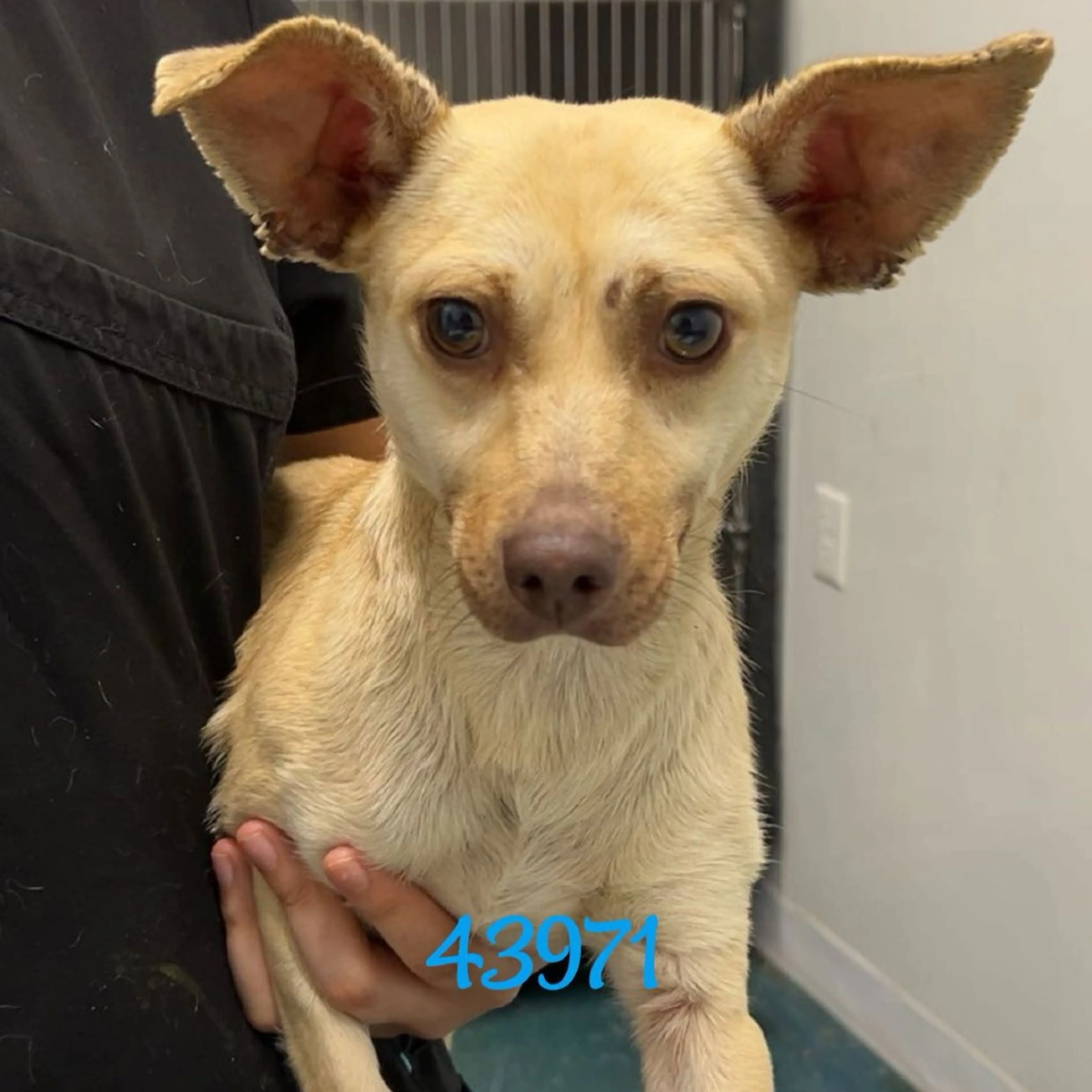 Found pet-1