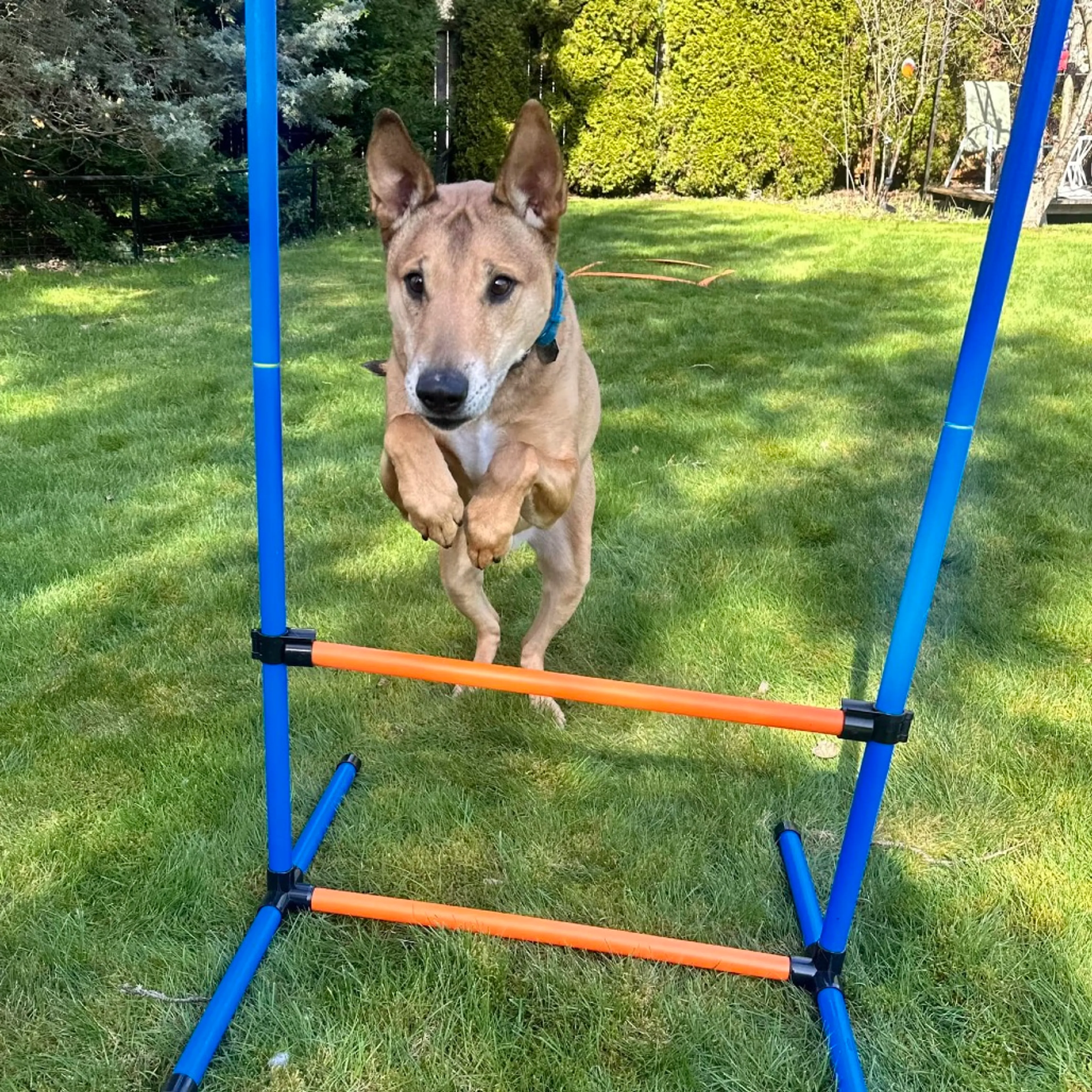 Found pet-8