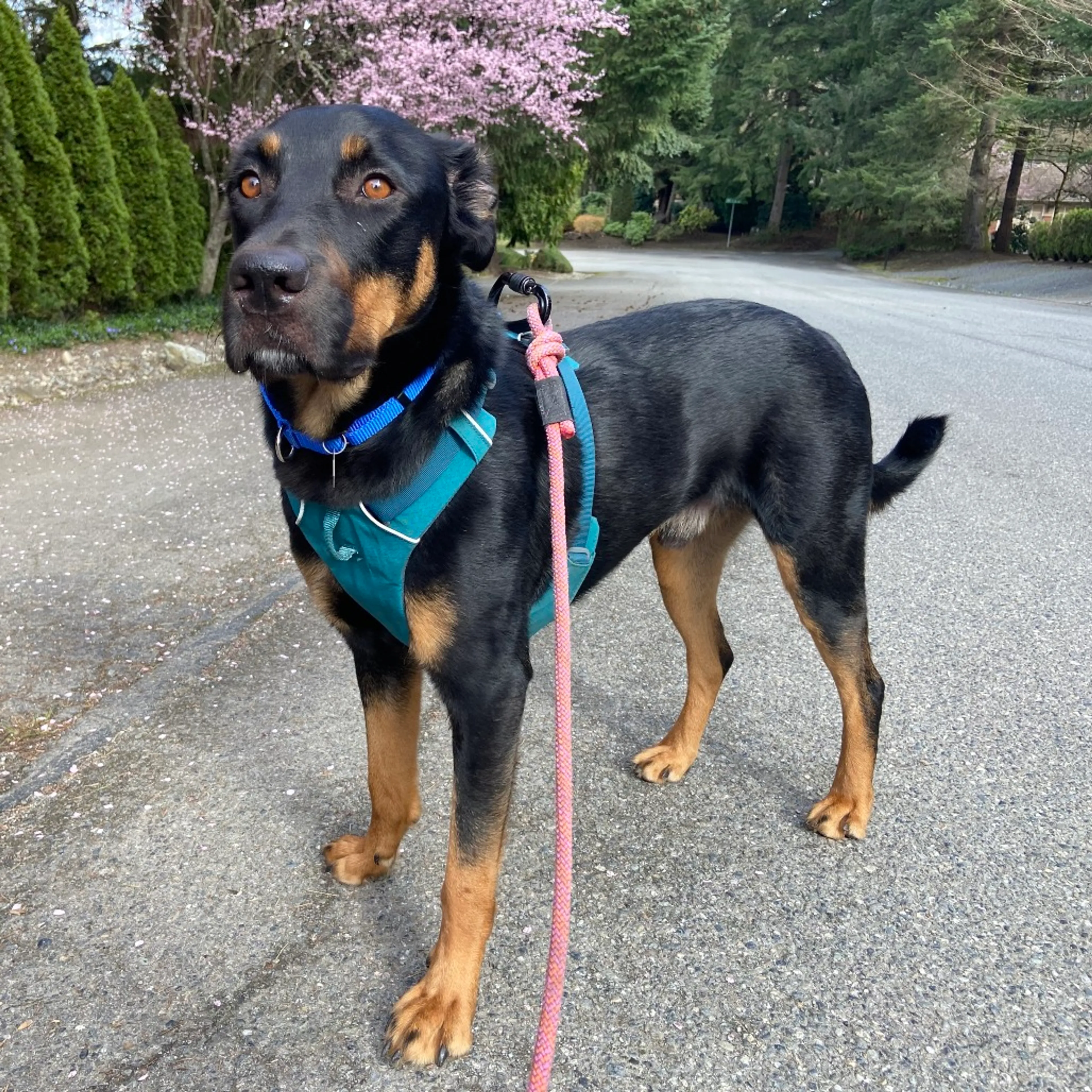 Found pet-6