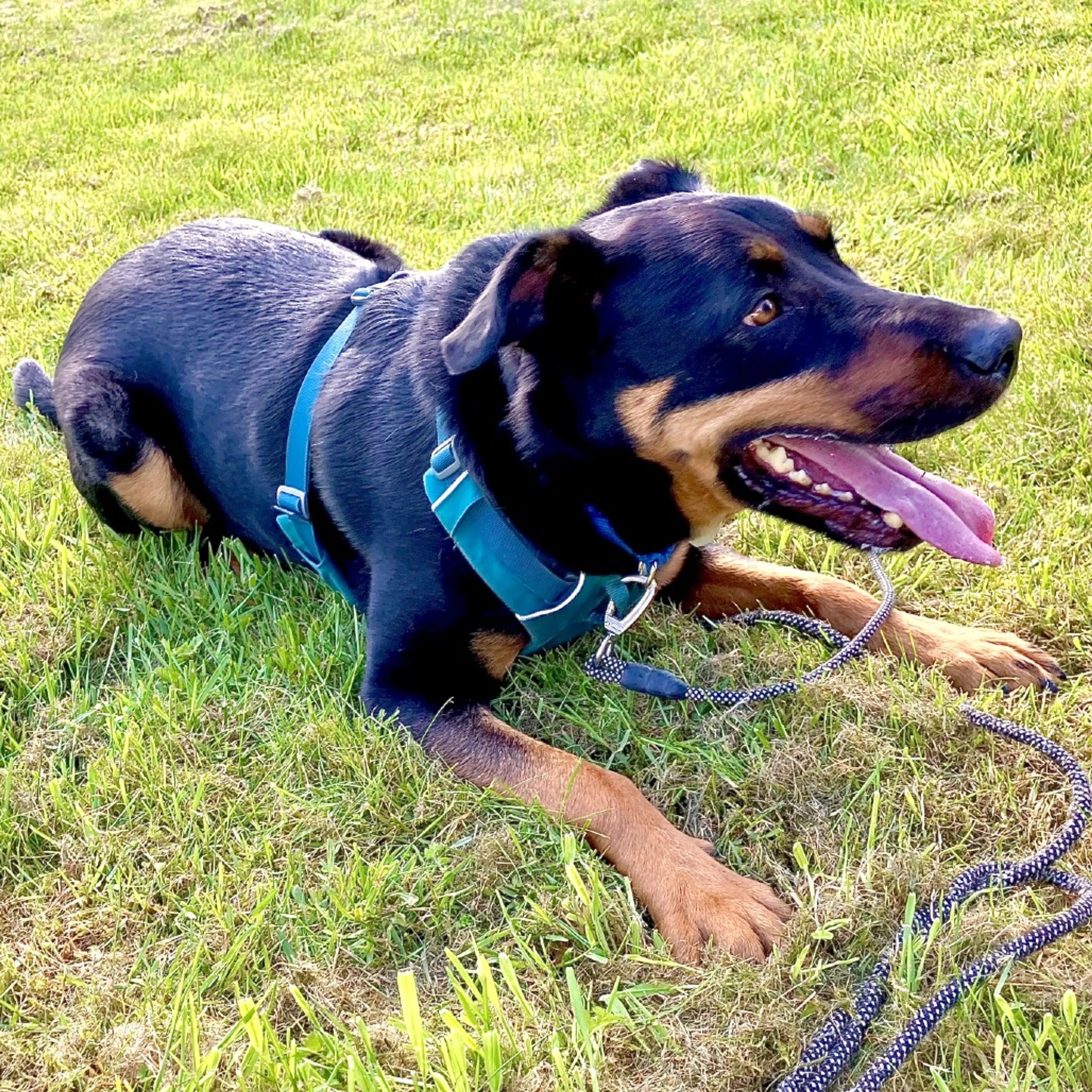 Found pet-13