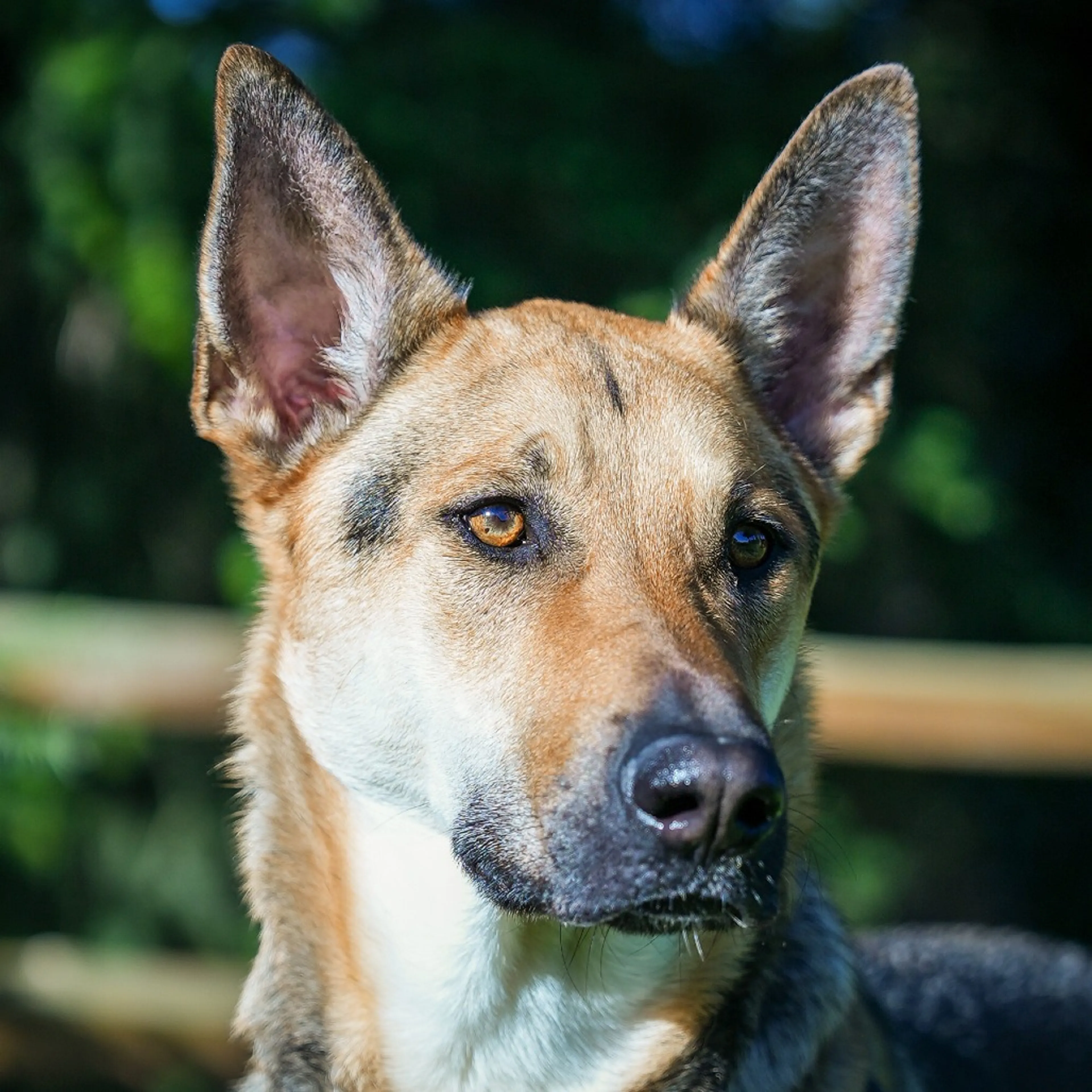 Found pet-14