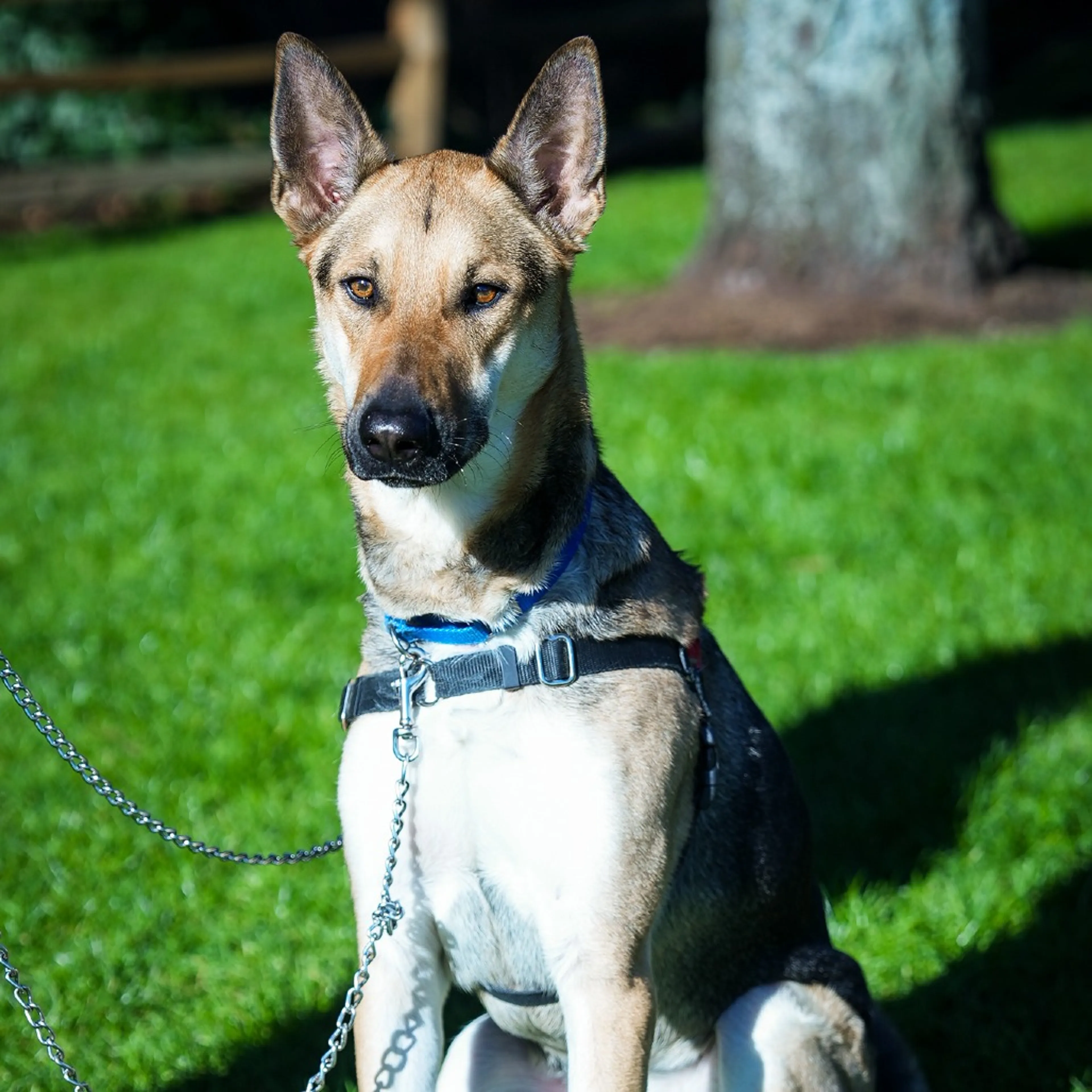 Found pet-11
