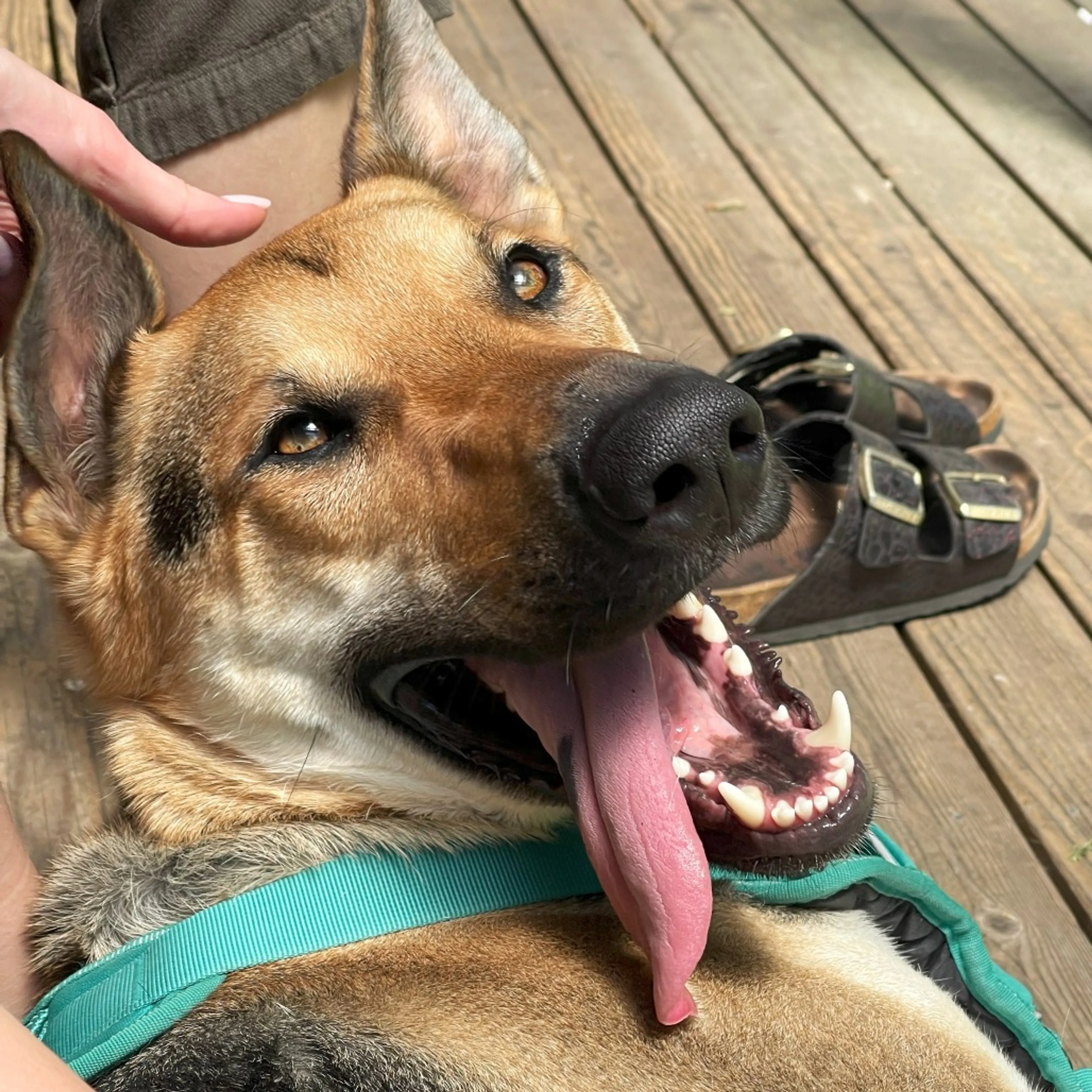 Found pet-2