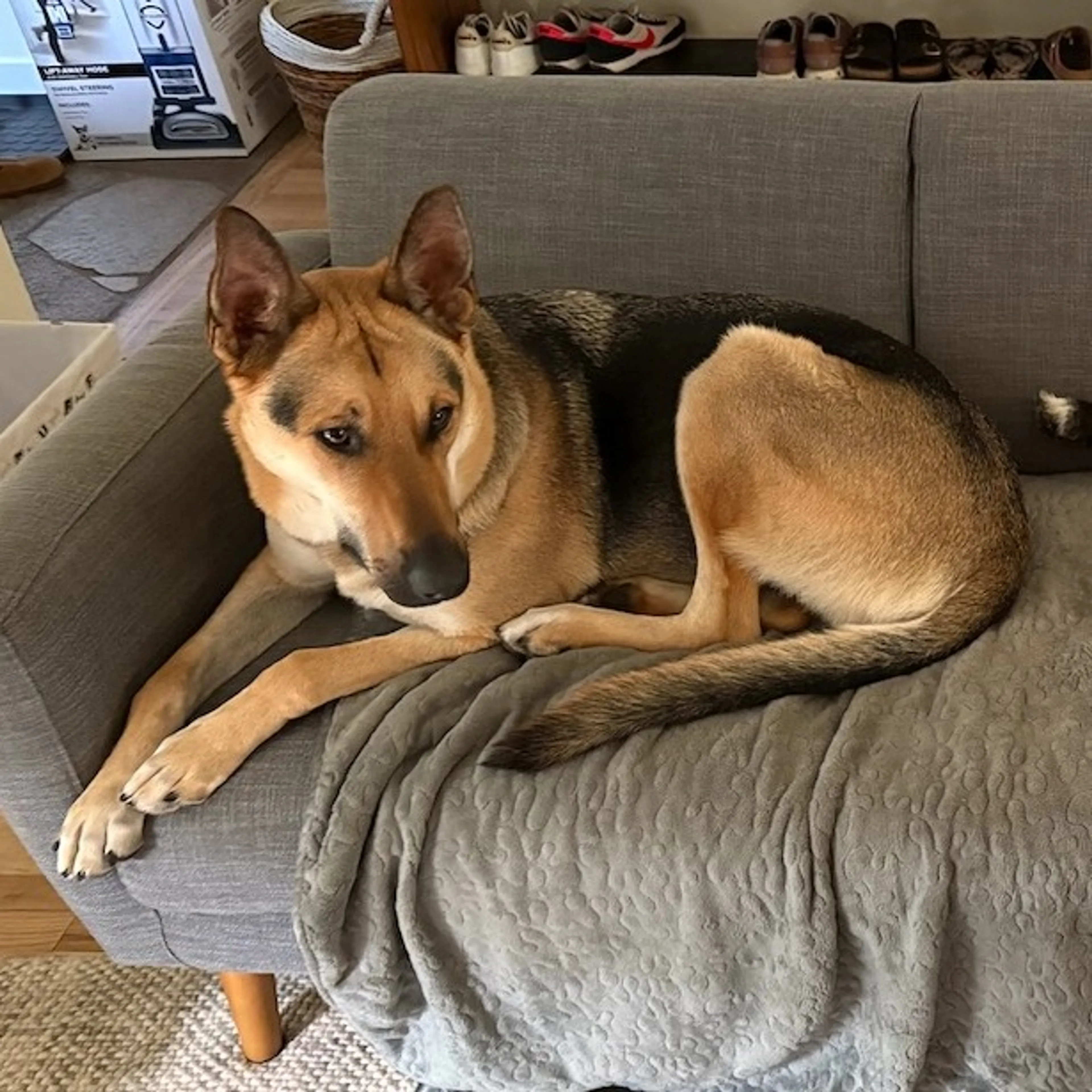 Found pet-6