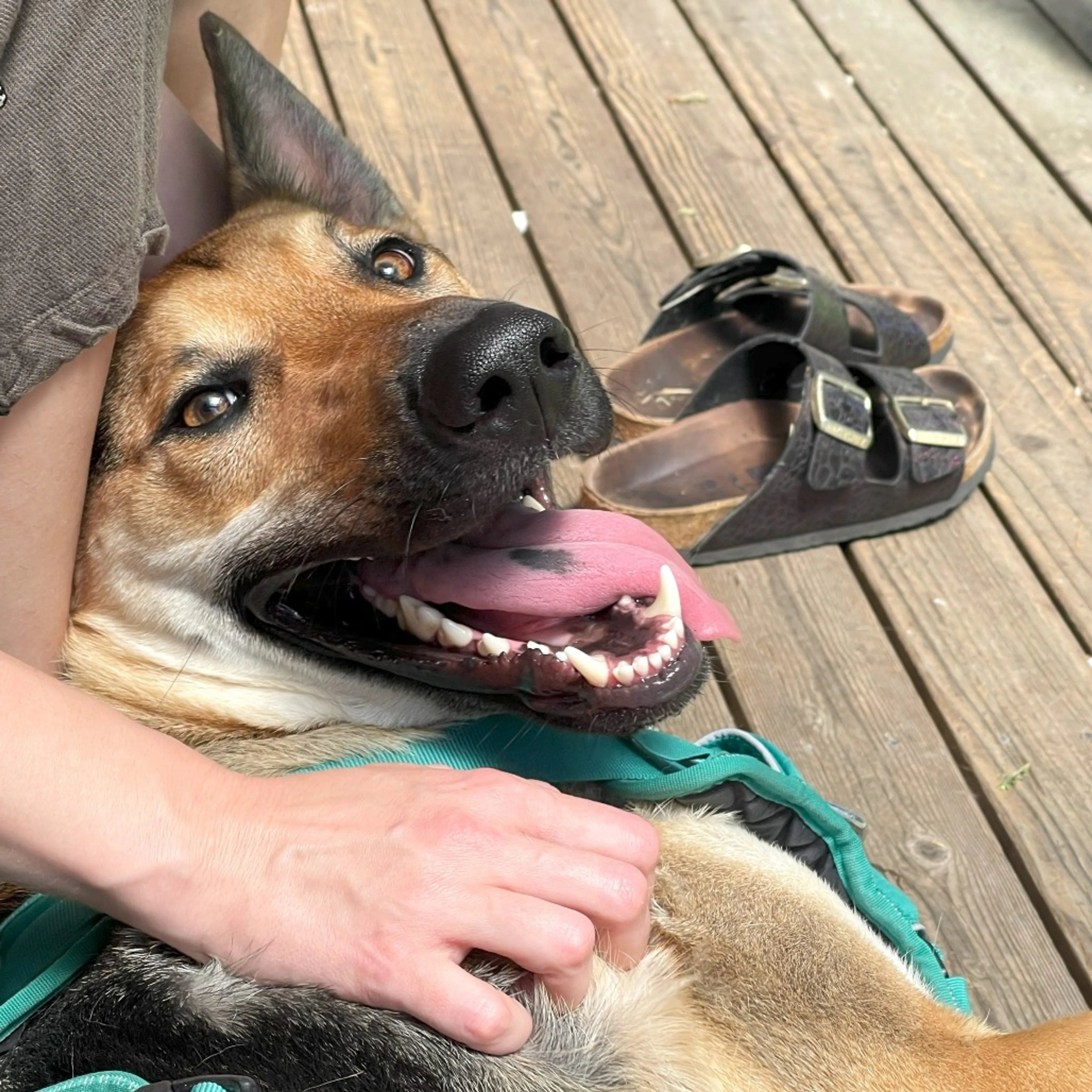 Found pet-3