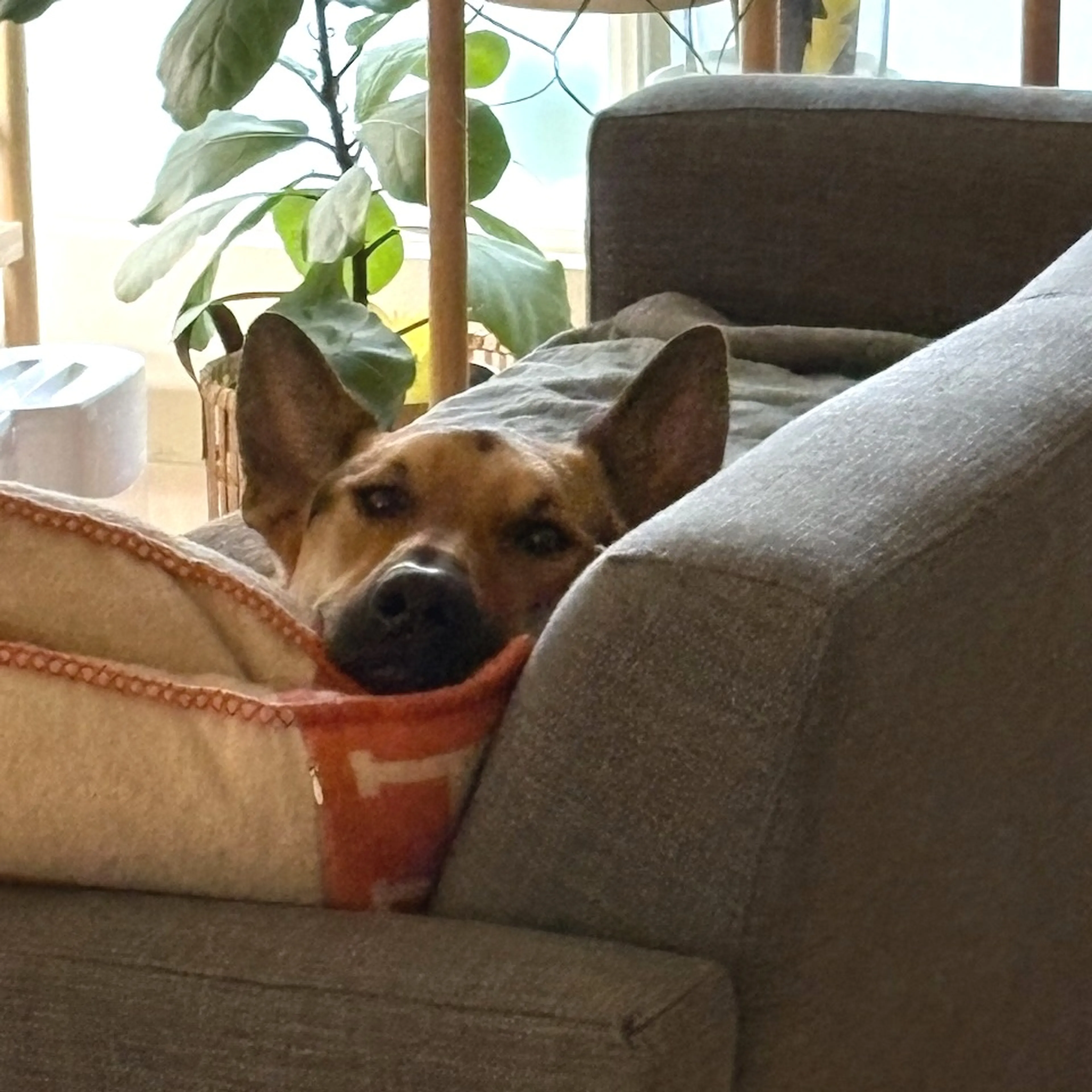 Found pet-7
