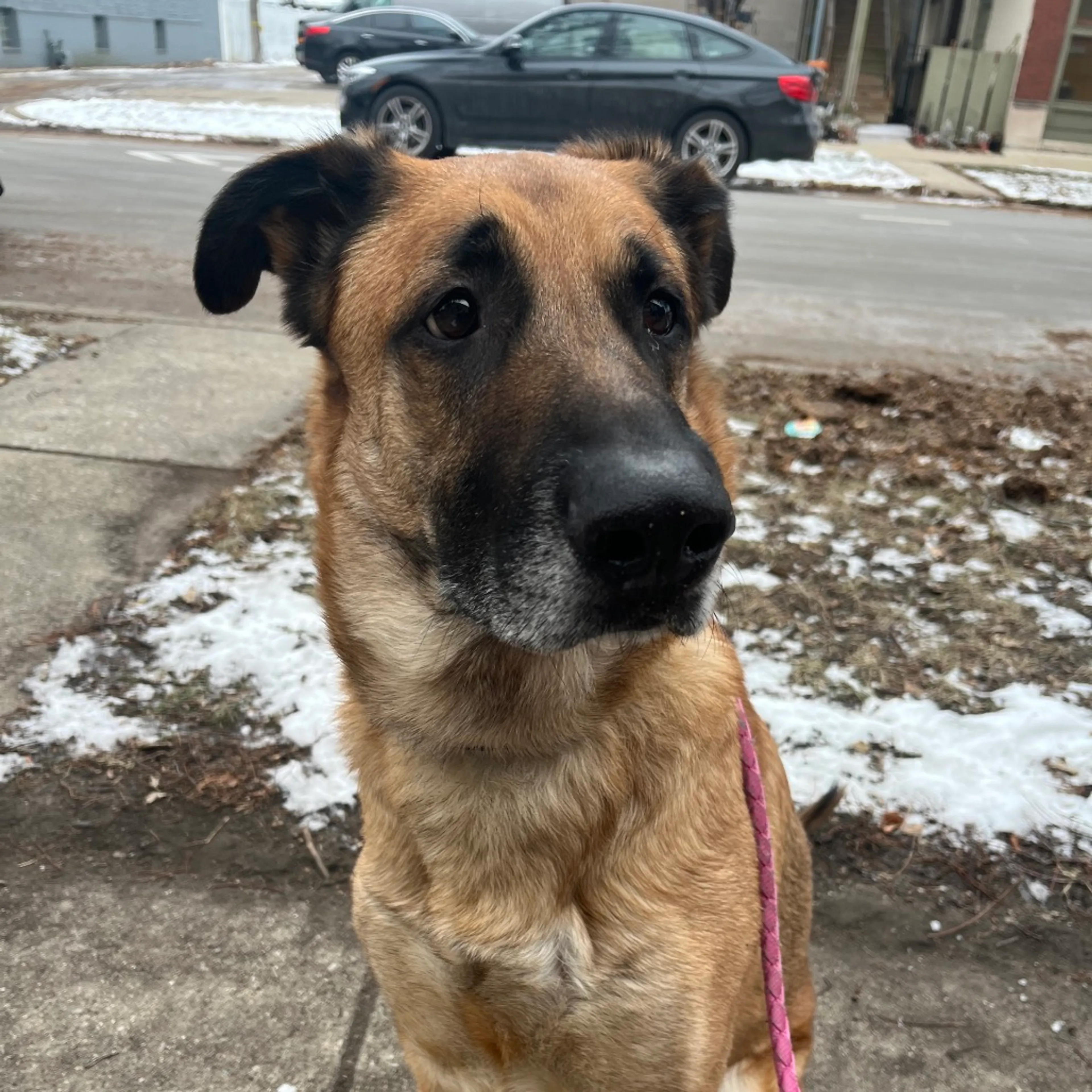 Found pet-9