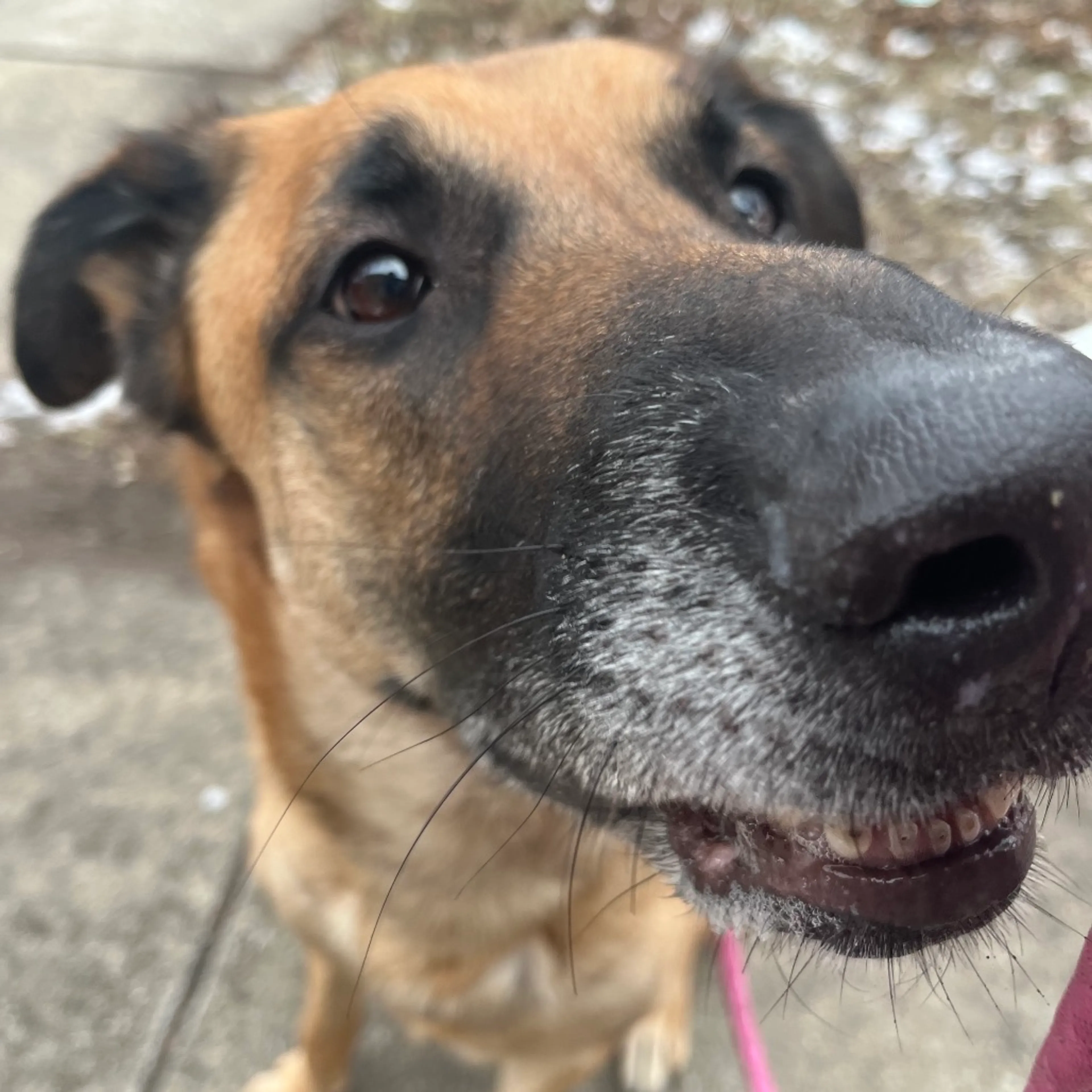Found pet-10
