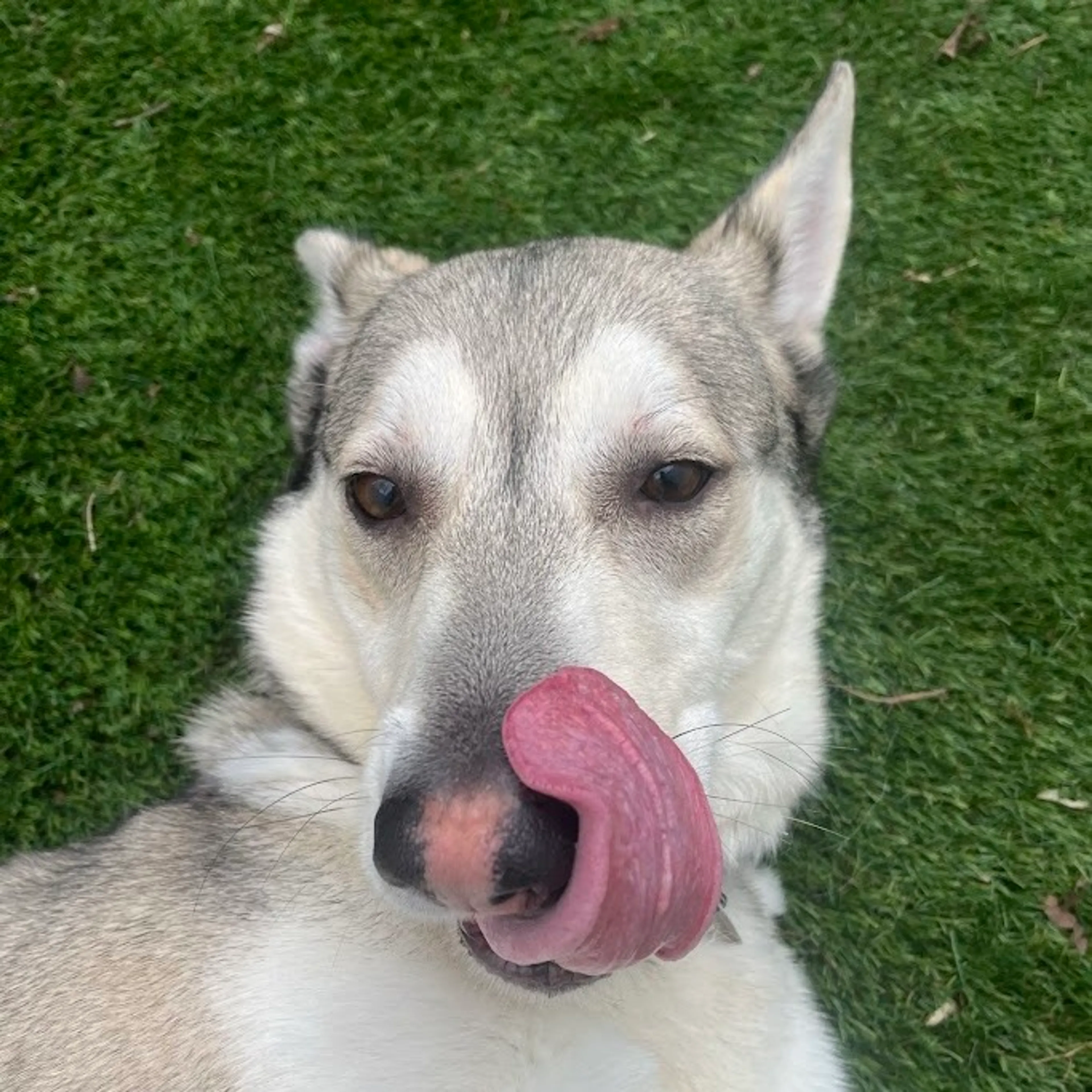 Found pet-18
