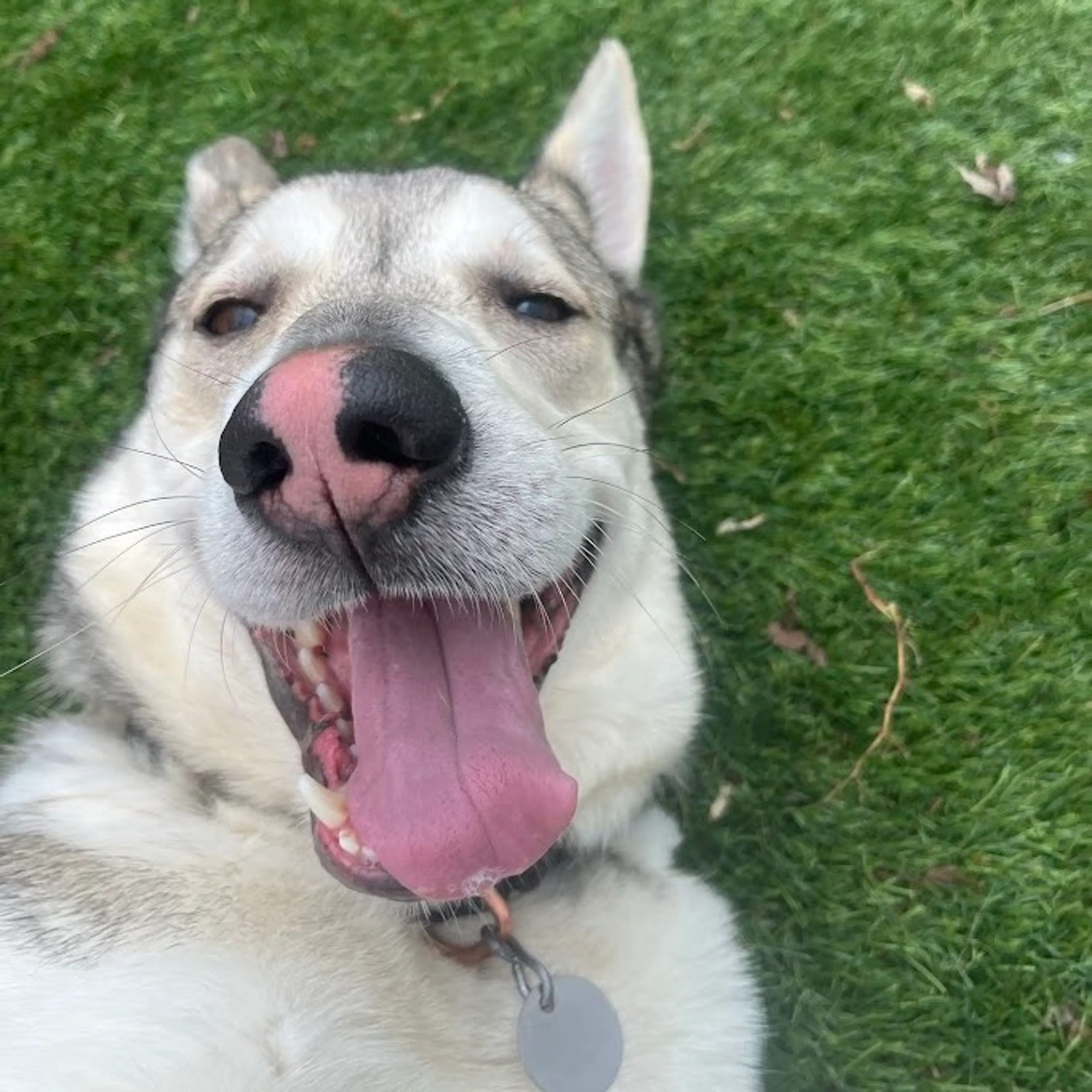 Found pet-17