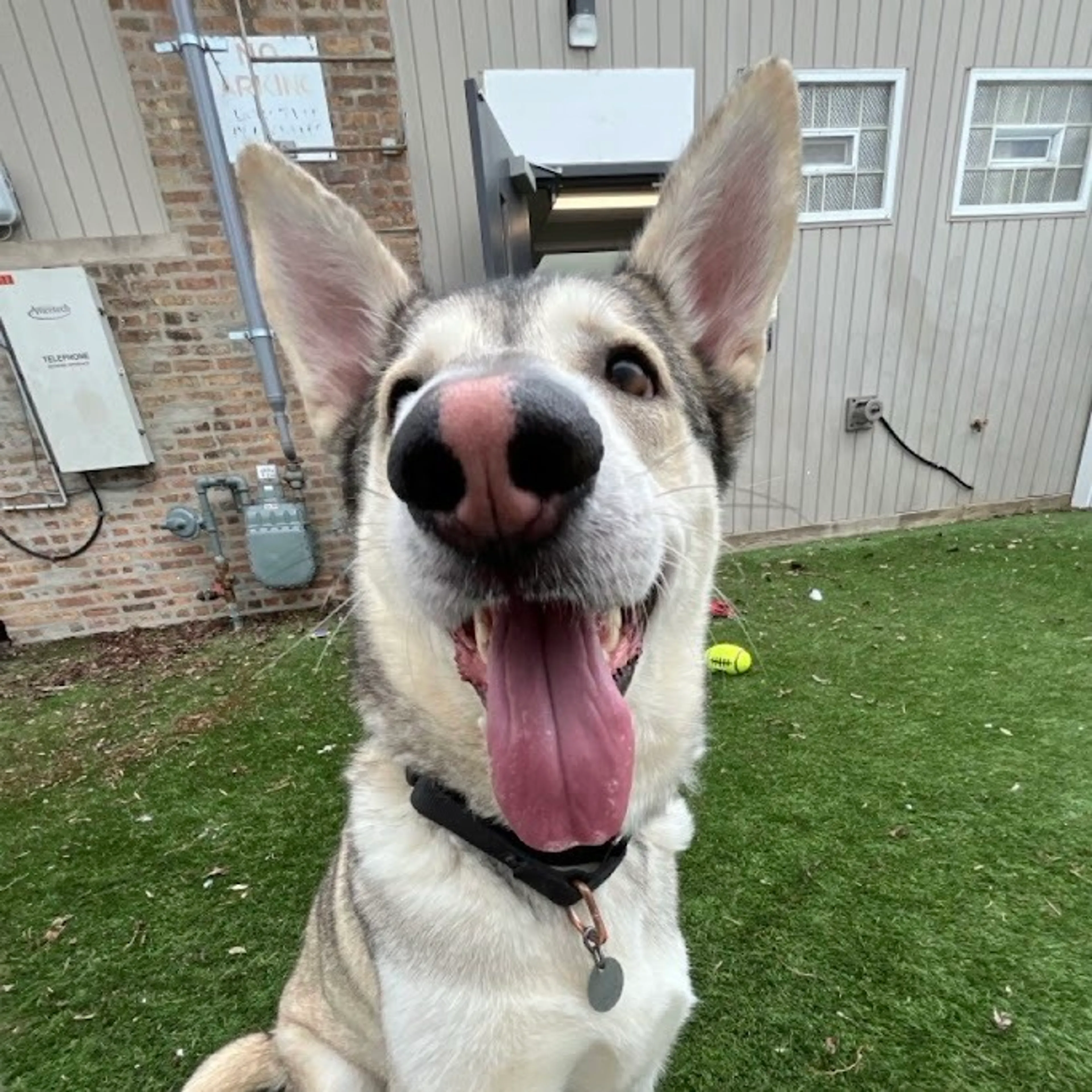 Found pet-16