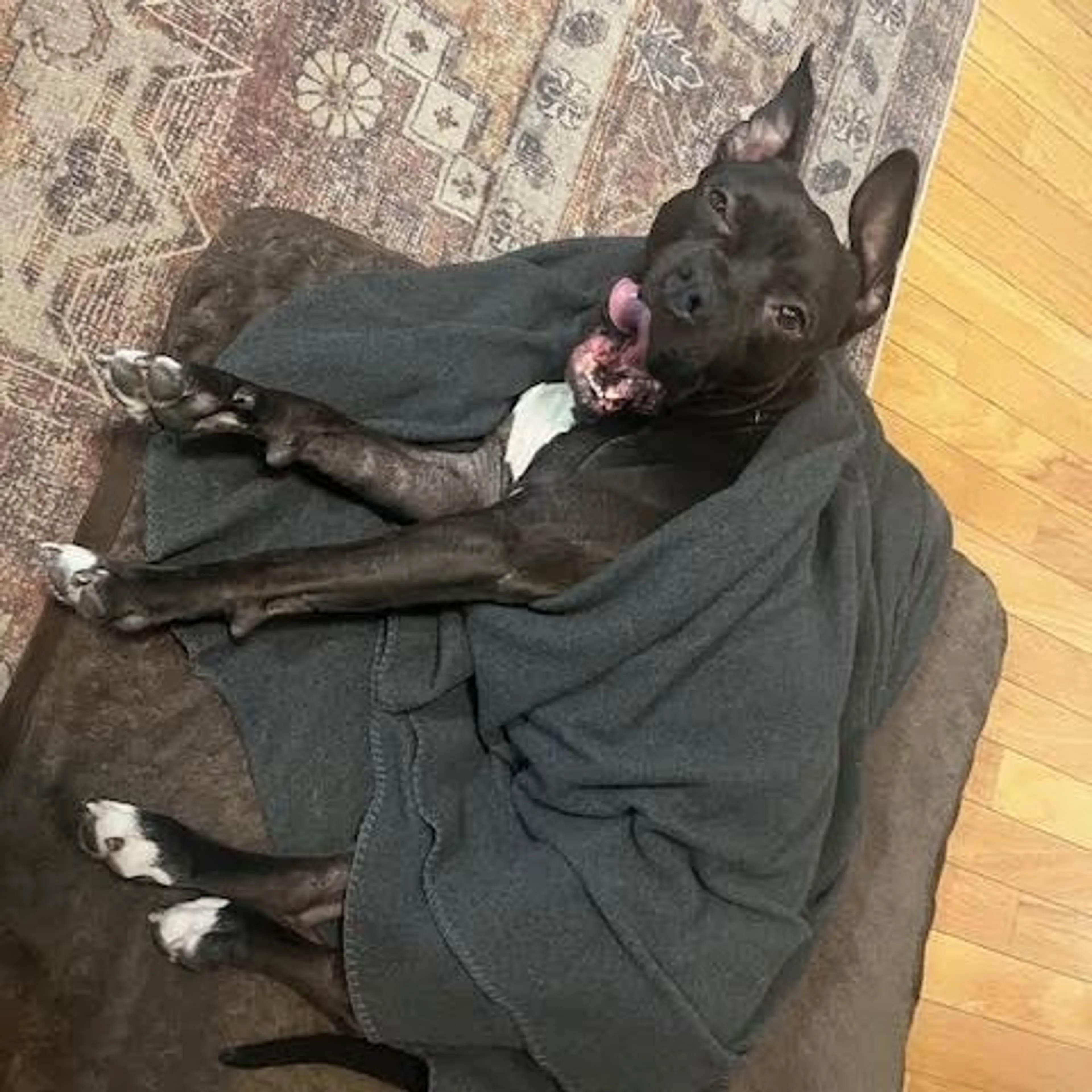 Found pet-20