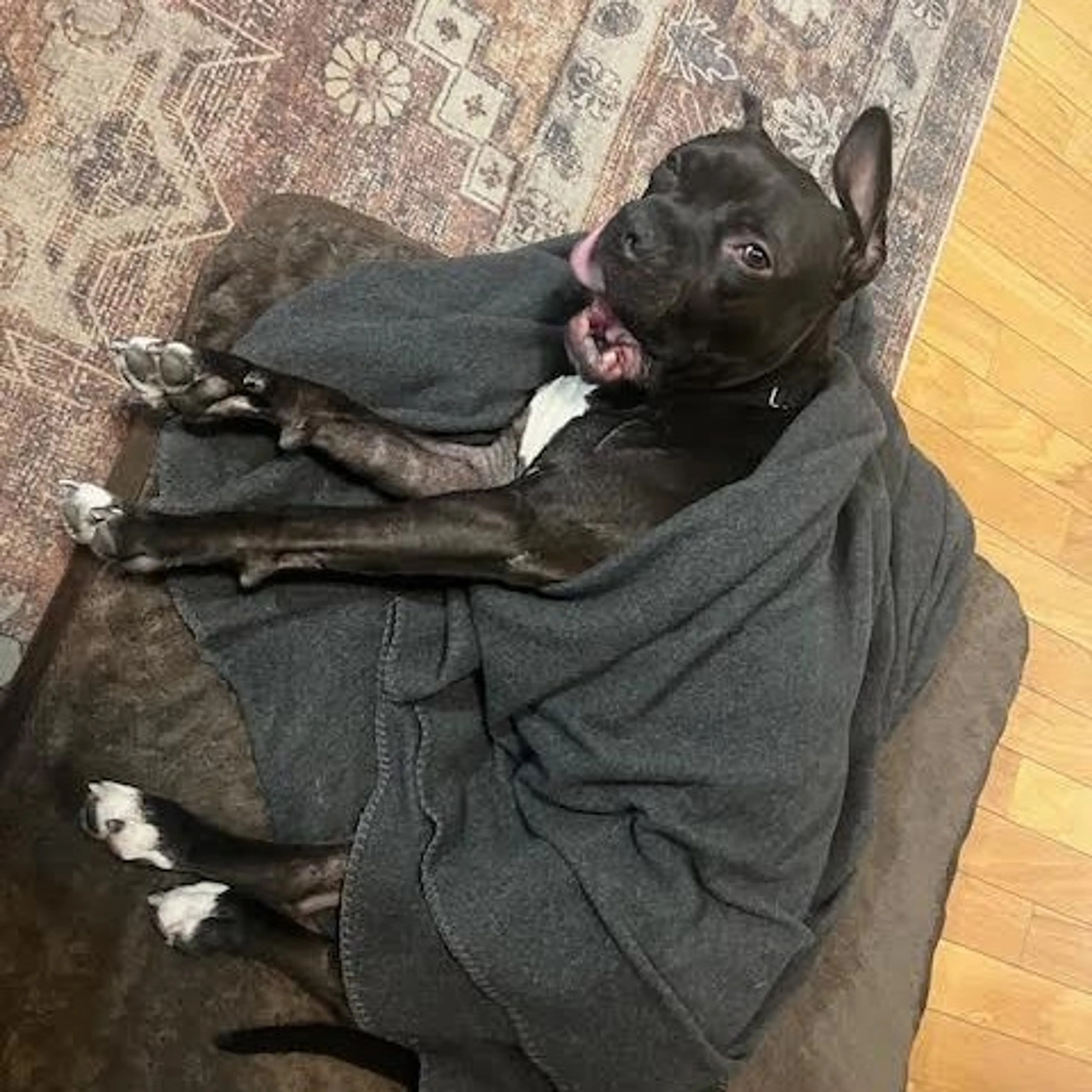 Found pet-21