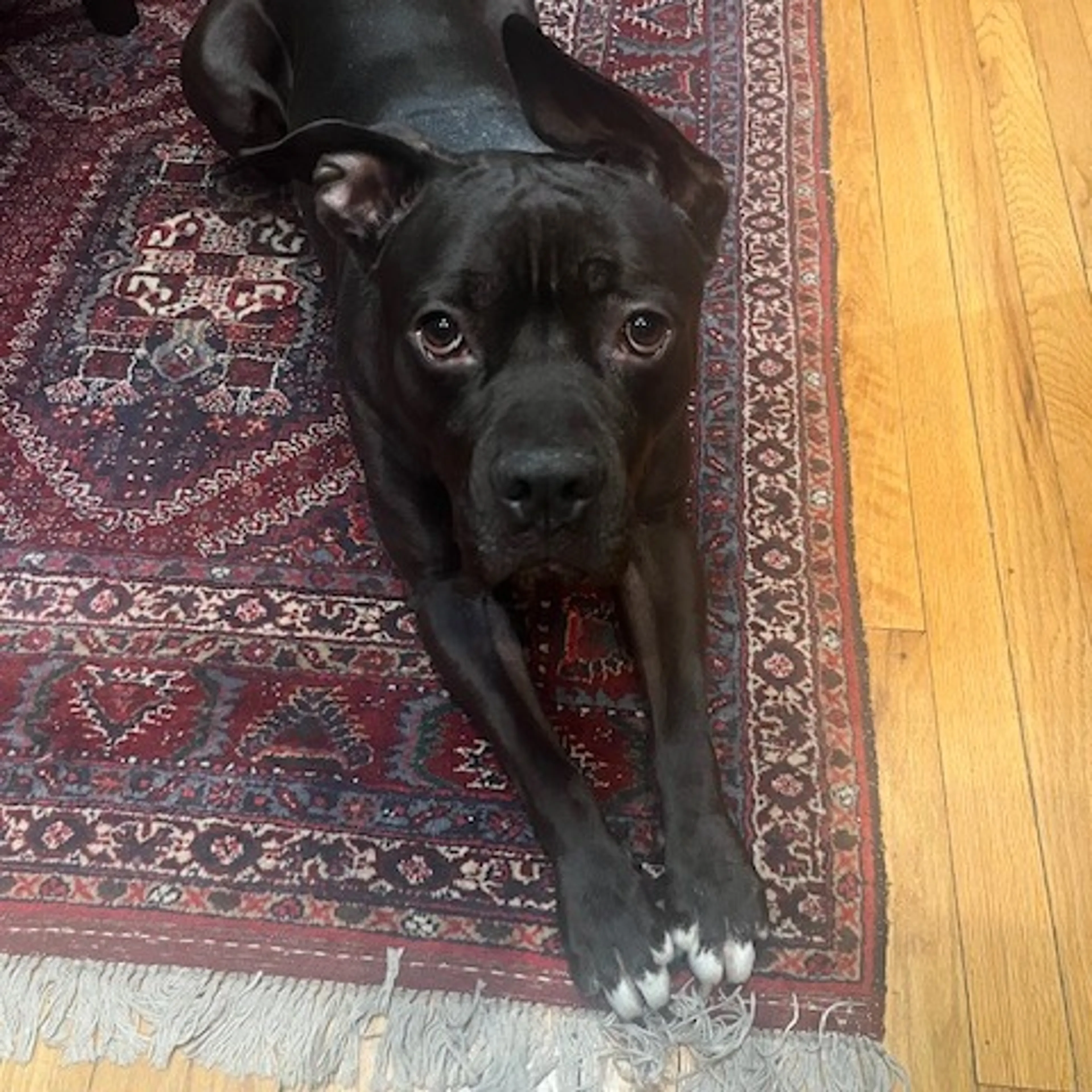 Found pet-21