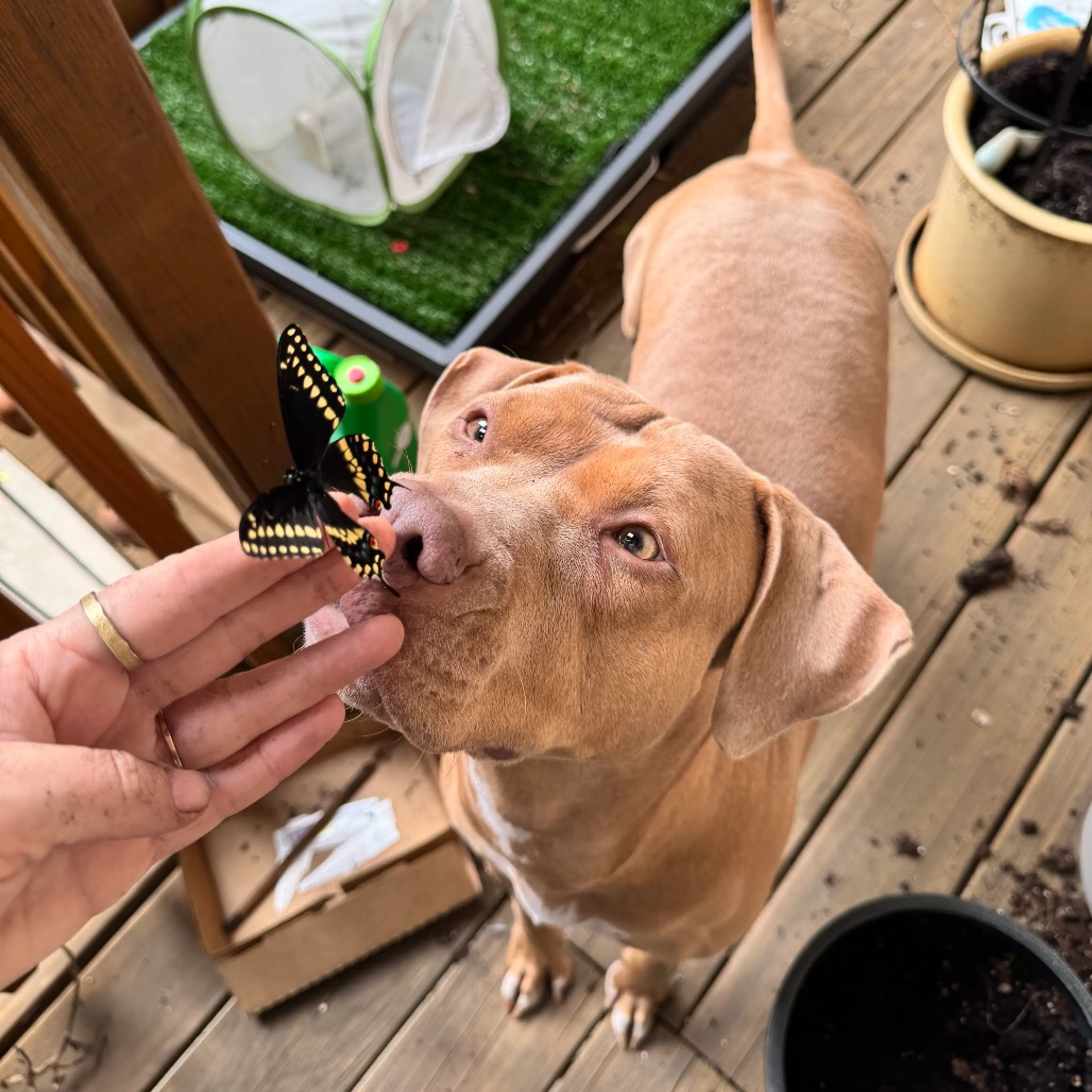 Found pet-24
