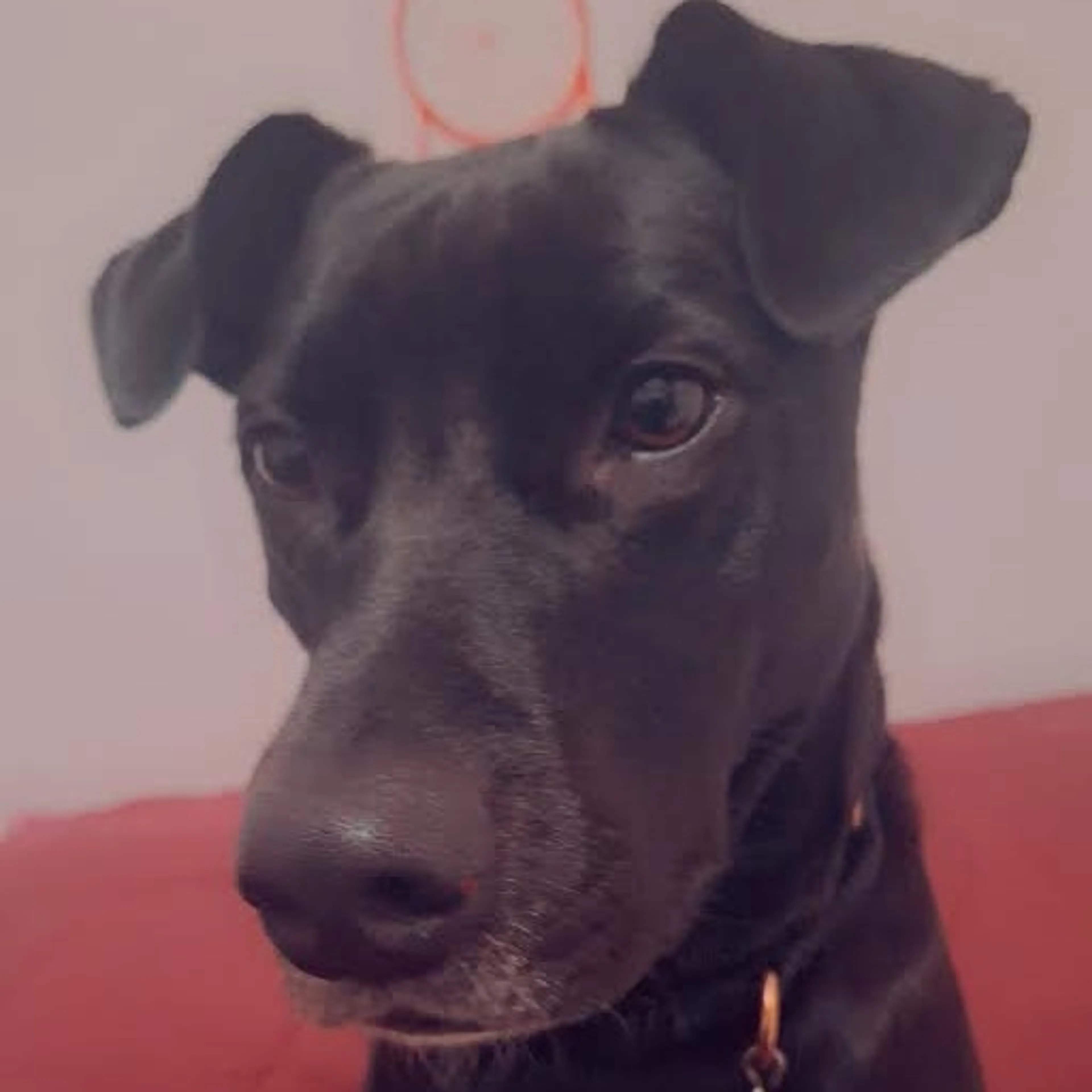 Found pet-14
