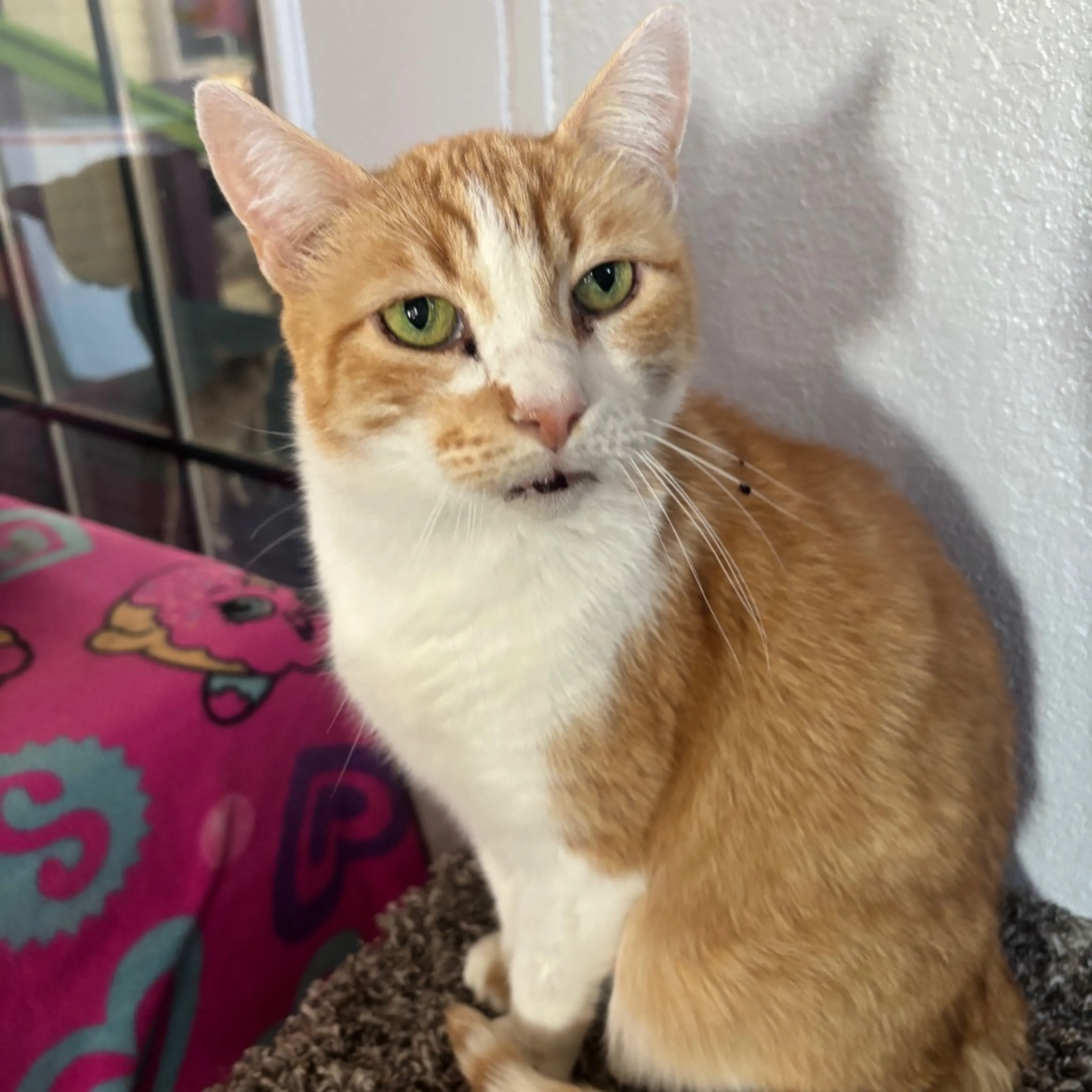Found pet-2