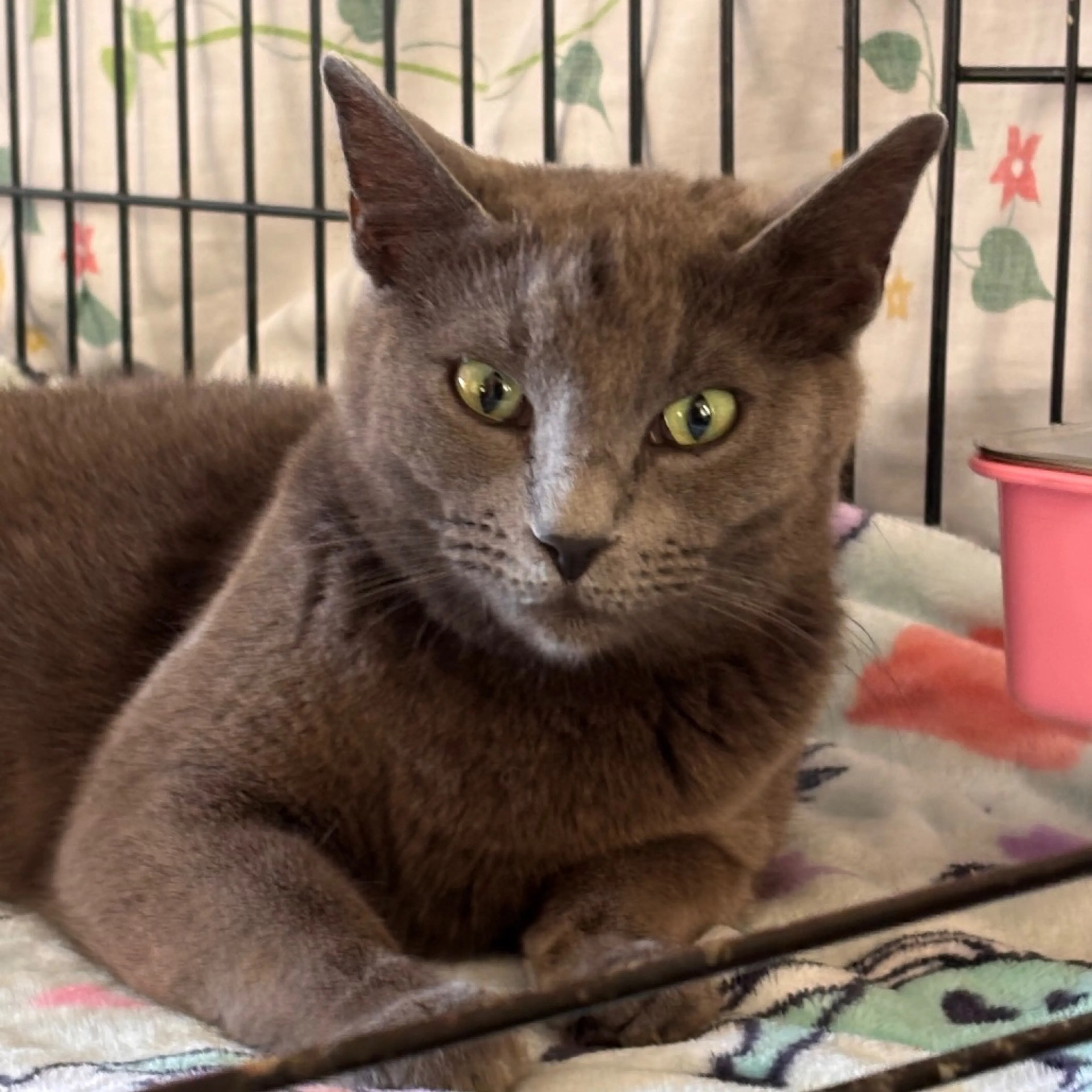Found pet-1