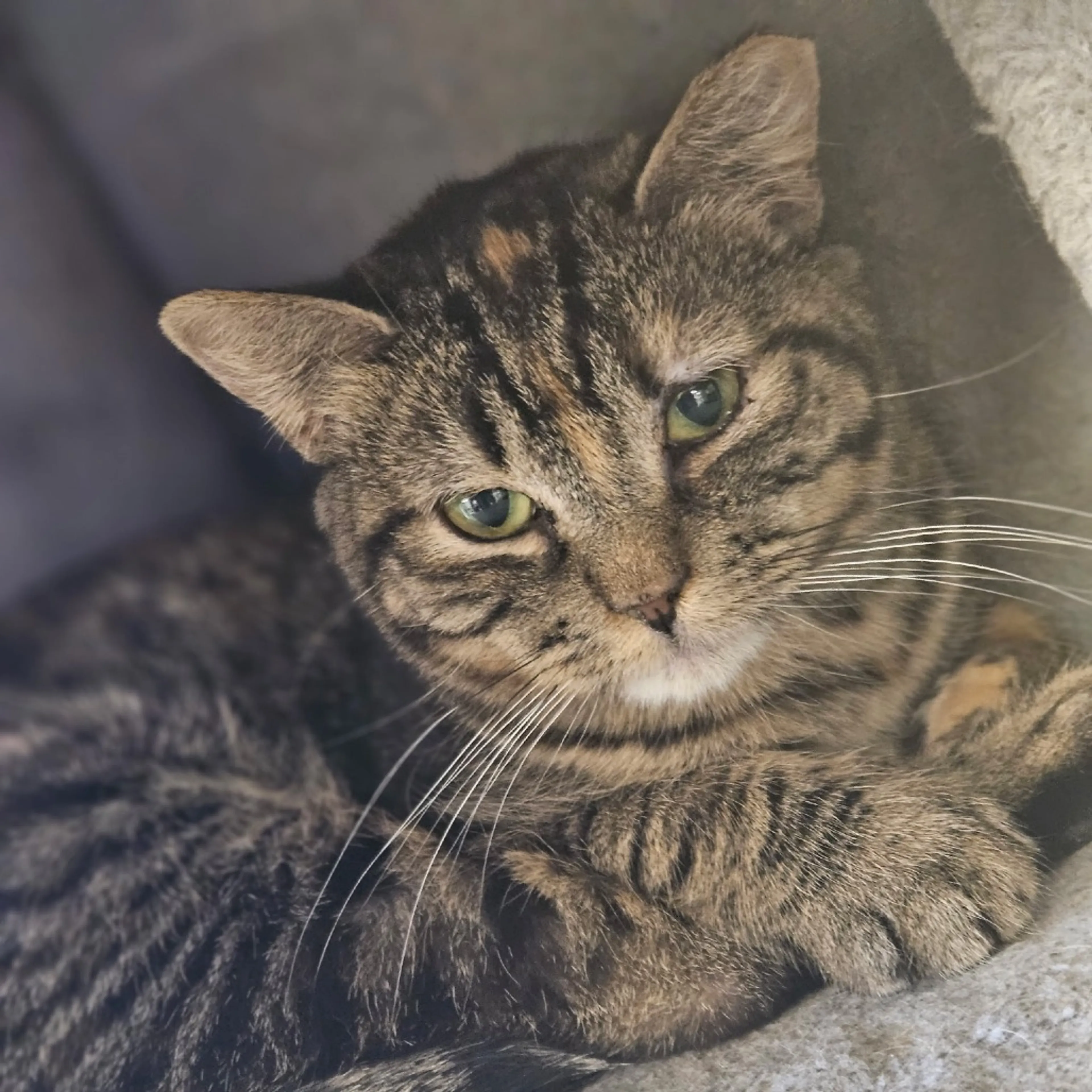 Found pet-1