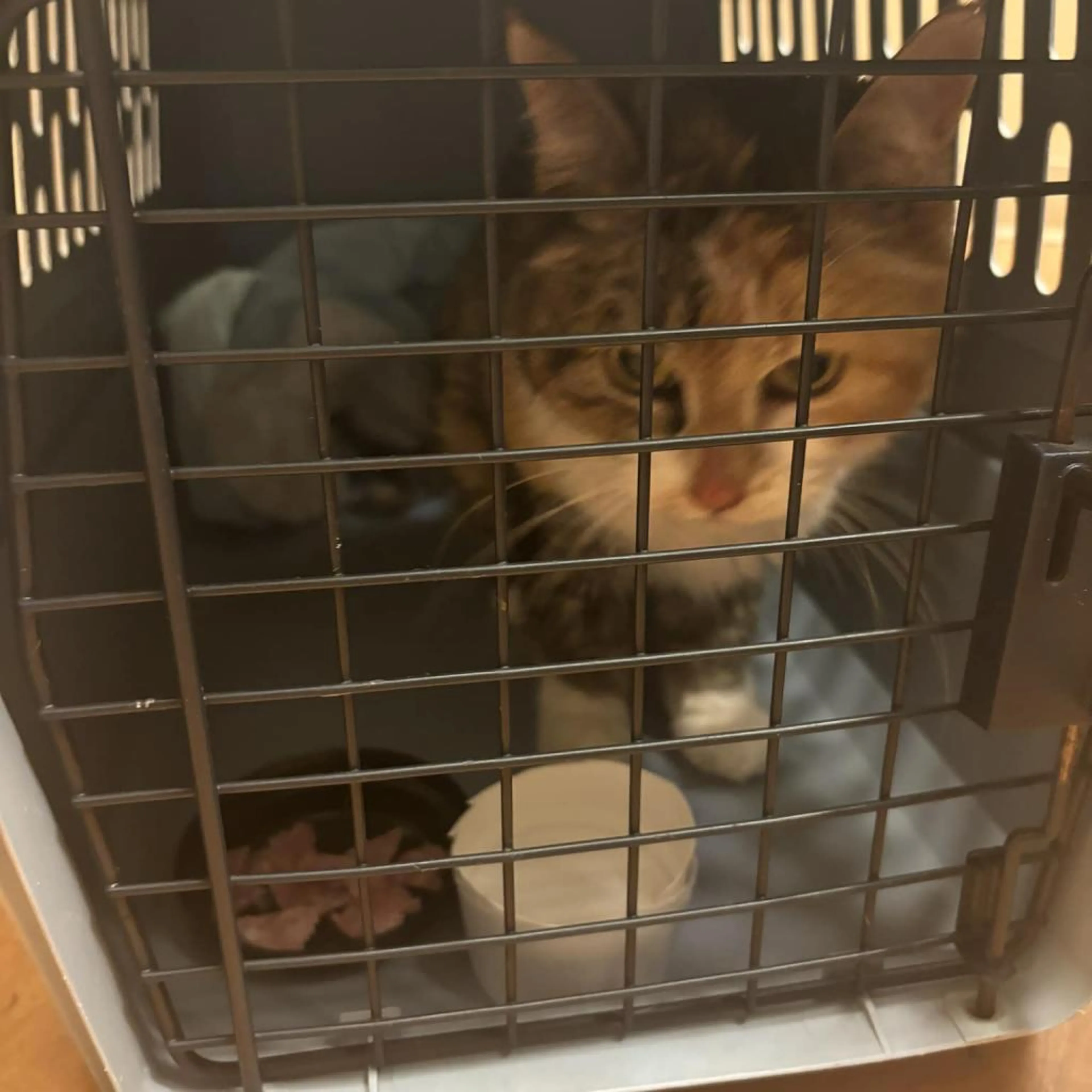 Found pet