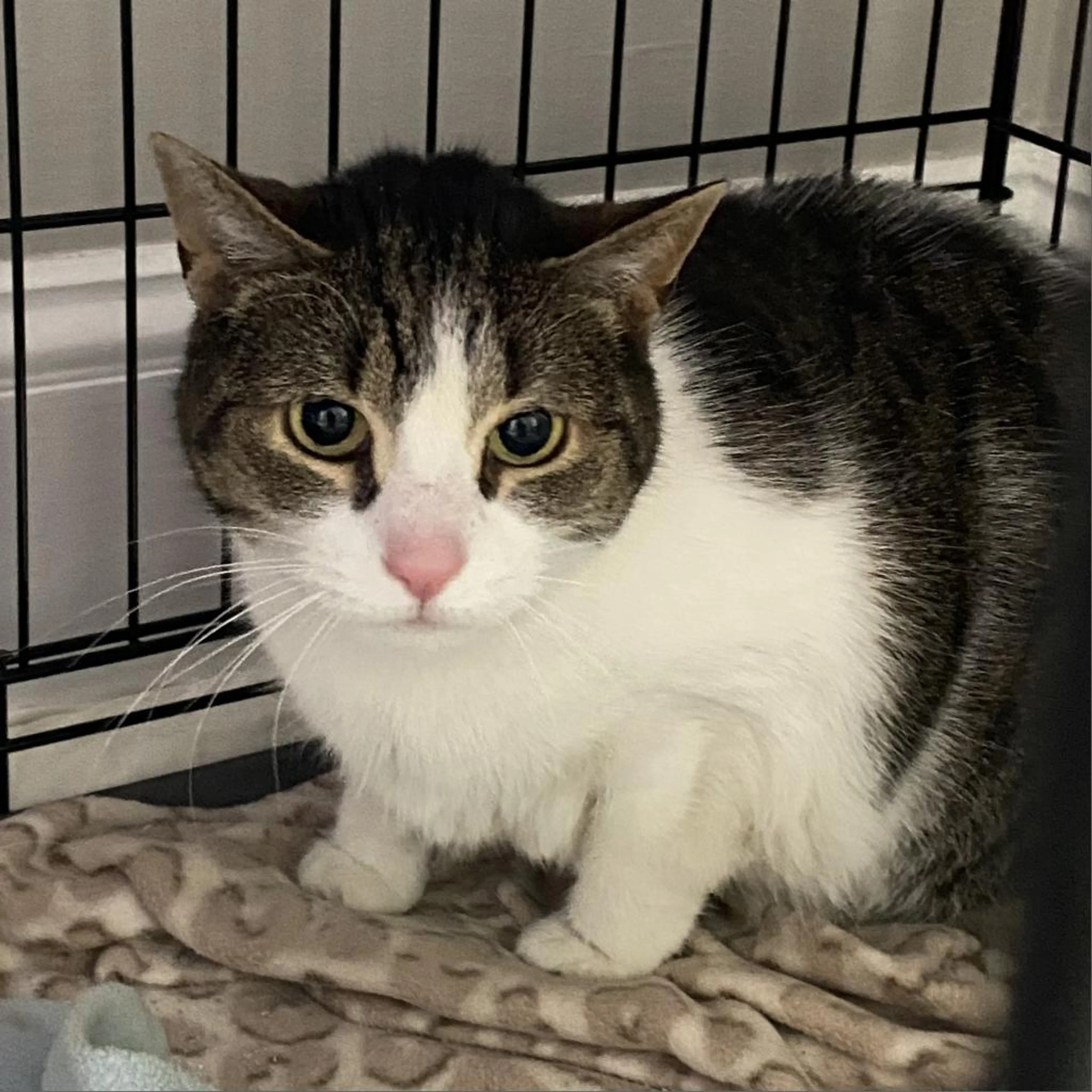 Found pet-1
