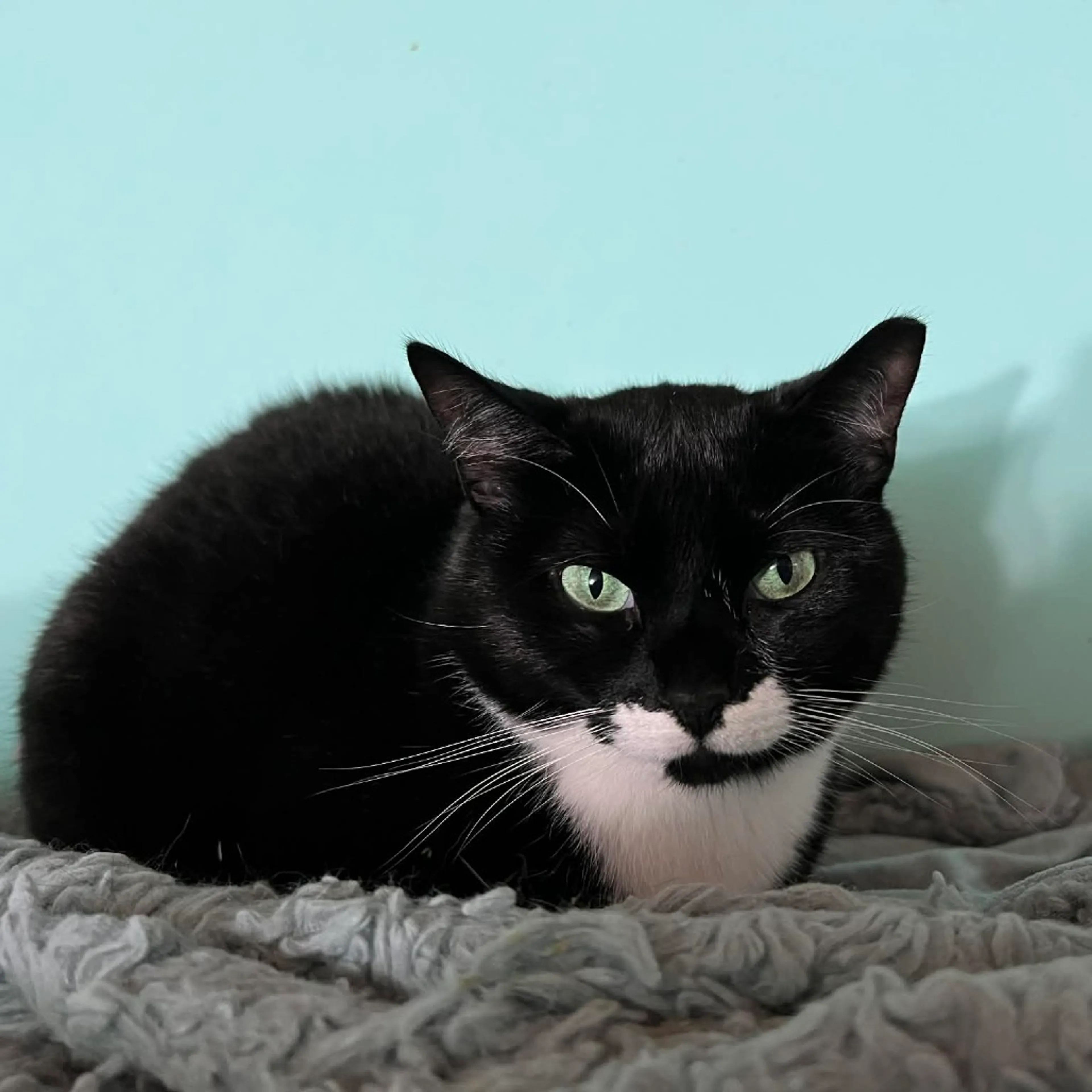 Found pet-3